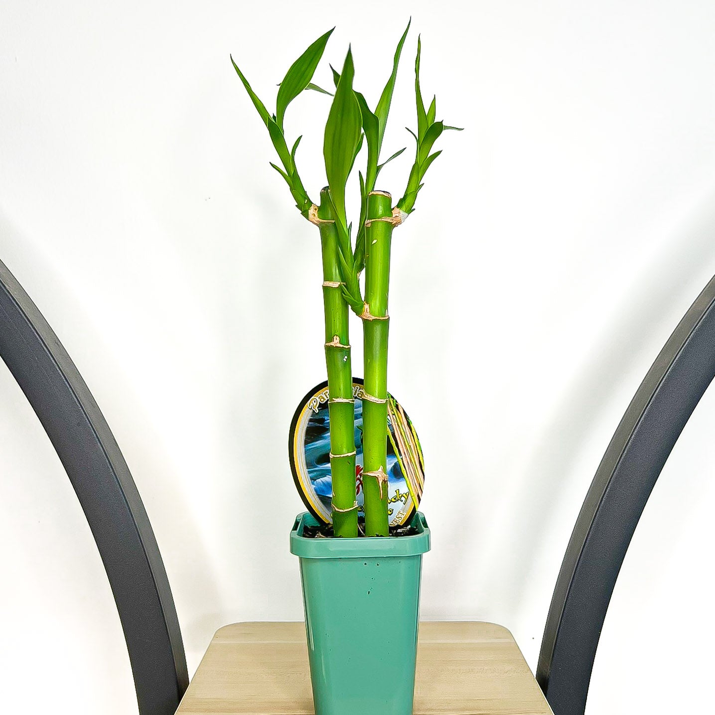 Dracaena Sanderiana Lucky Bamboo (2 Stalk)