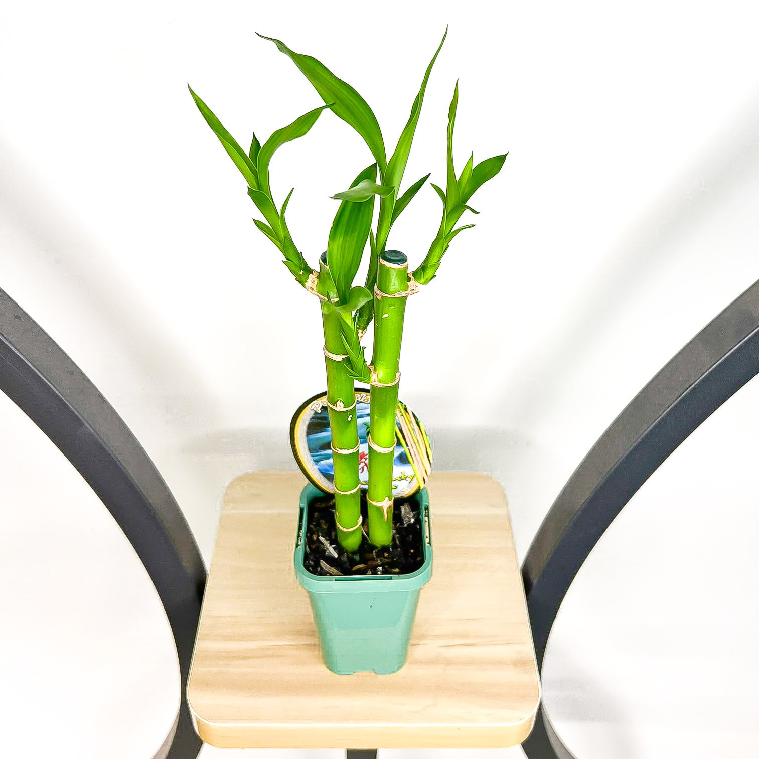 lucky bamboo 2 Dracaena Sanderiana Lucky Bamboo (2 Stalk) – The Plant Boys
