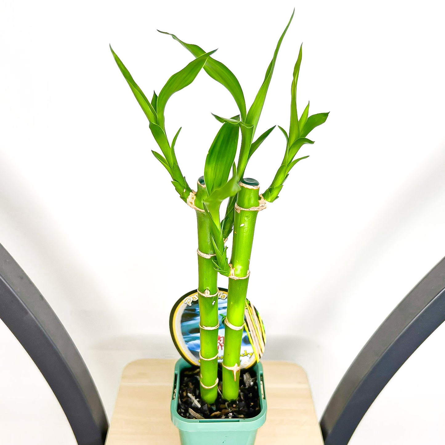 Dracaena Sanderiana Lucky Bamboo (2 Stalk)