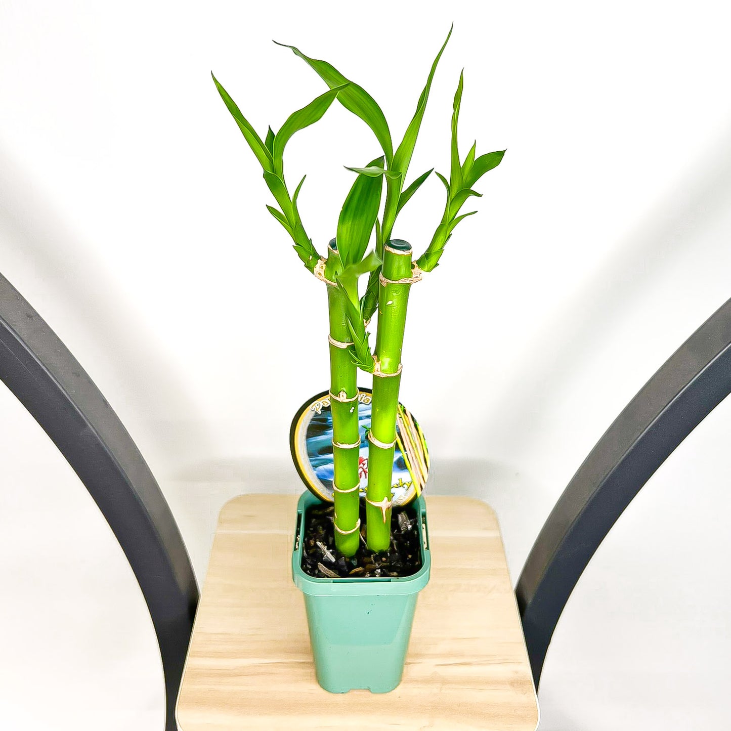 Dracaena Sanderiana Lucky Bamboo (2 Stalk)