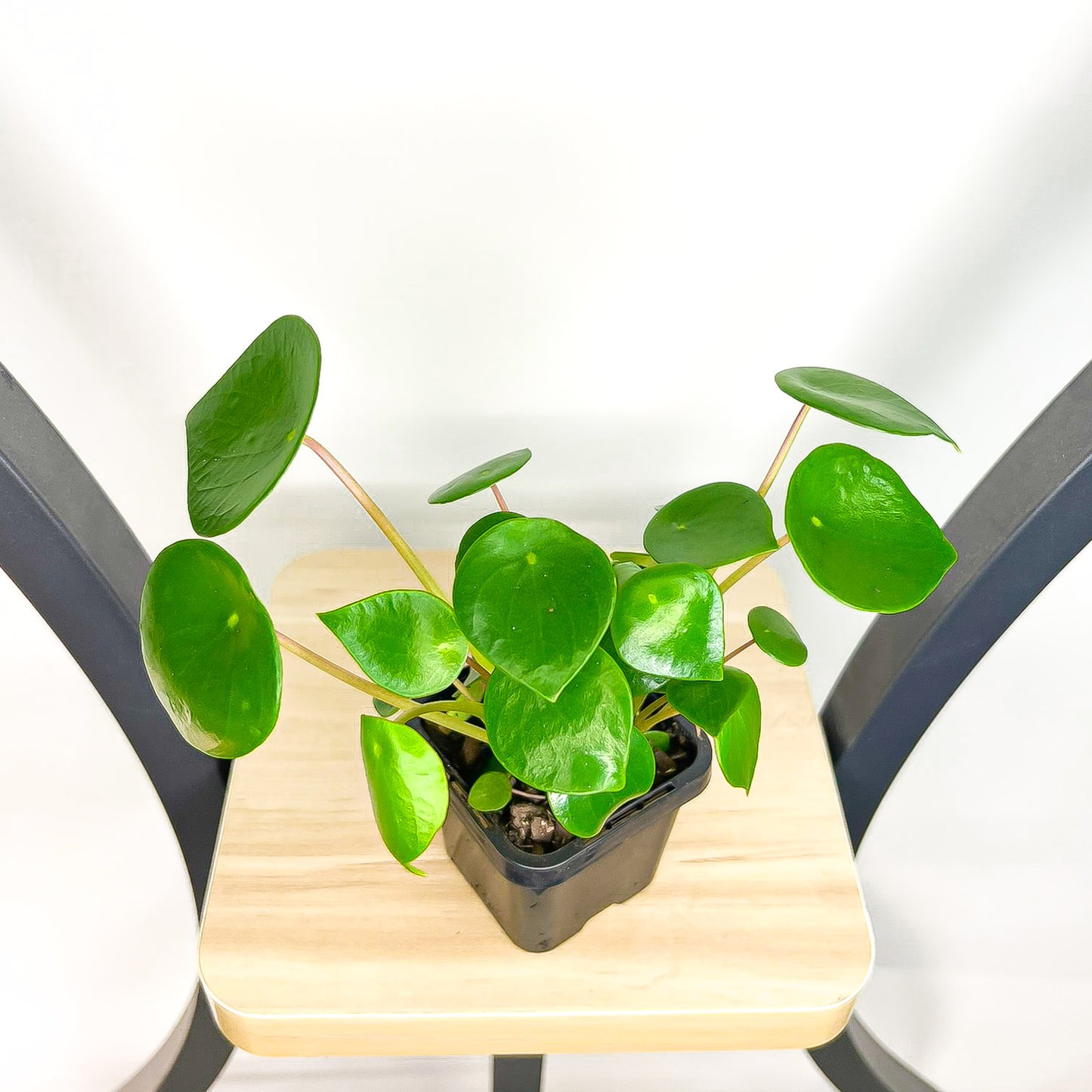 Peperomia Coin Leaf