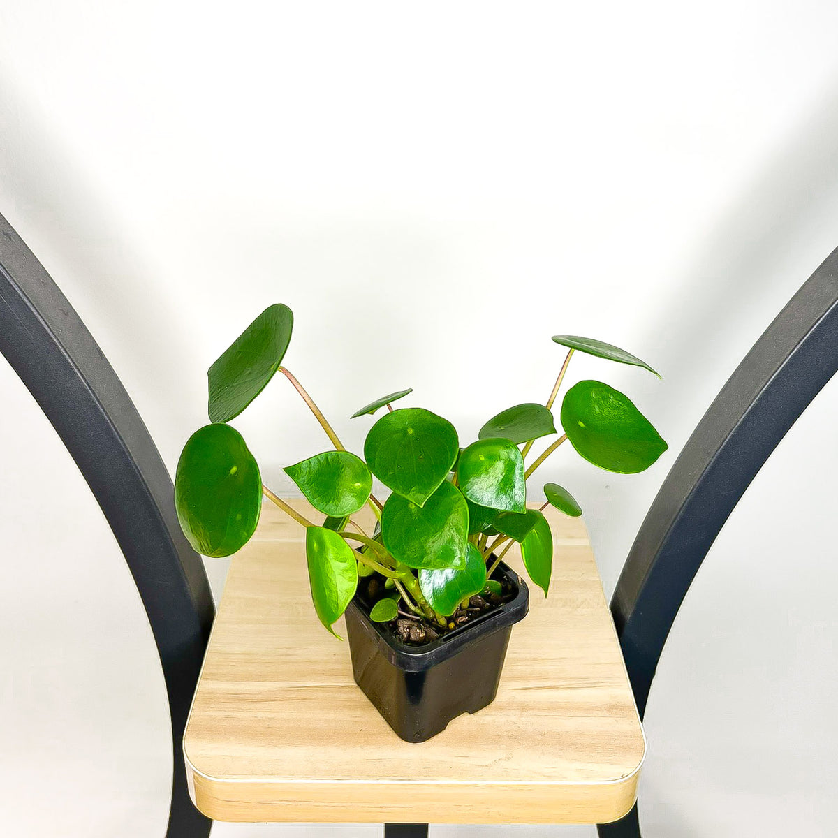 Peperomia Coin Leaf – The Plant Boys
