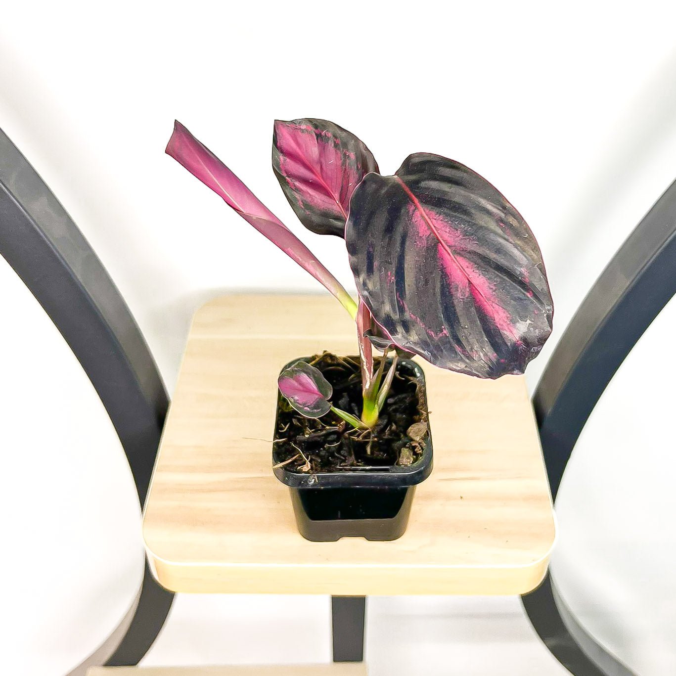 Calathea Crimson | The Plant Boys