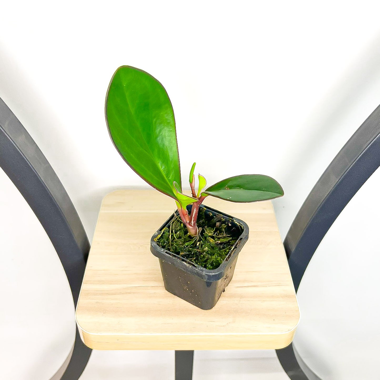 Peperomia Red Margin