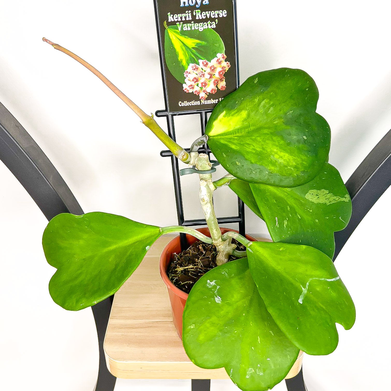 hoya kerrii reverse variegata Hoya Kerrii Reverse Variegated – The Plant Boys