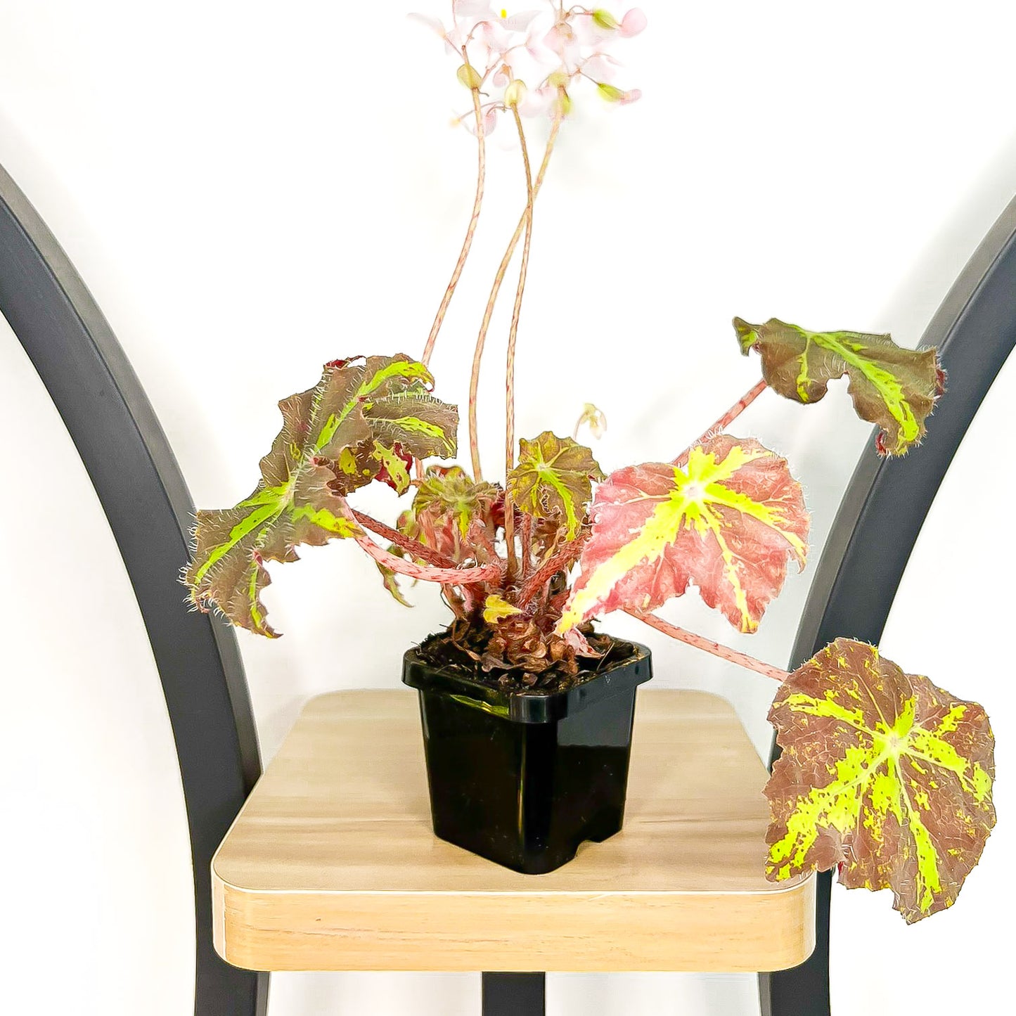 Begonia Dark Cross