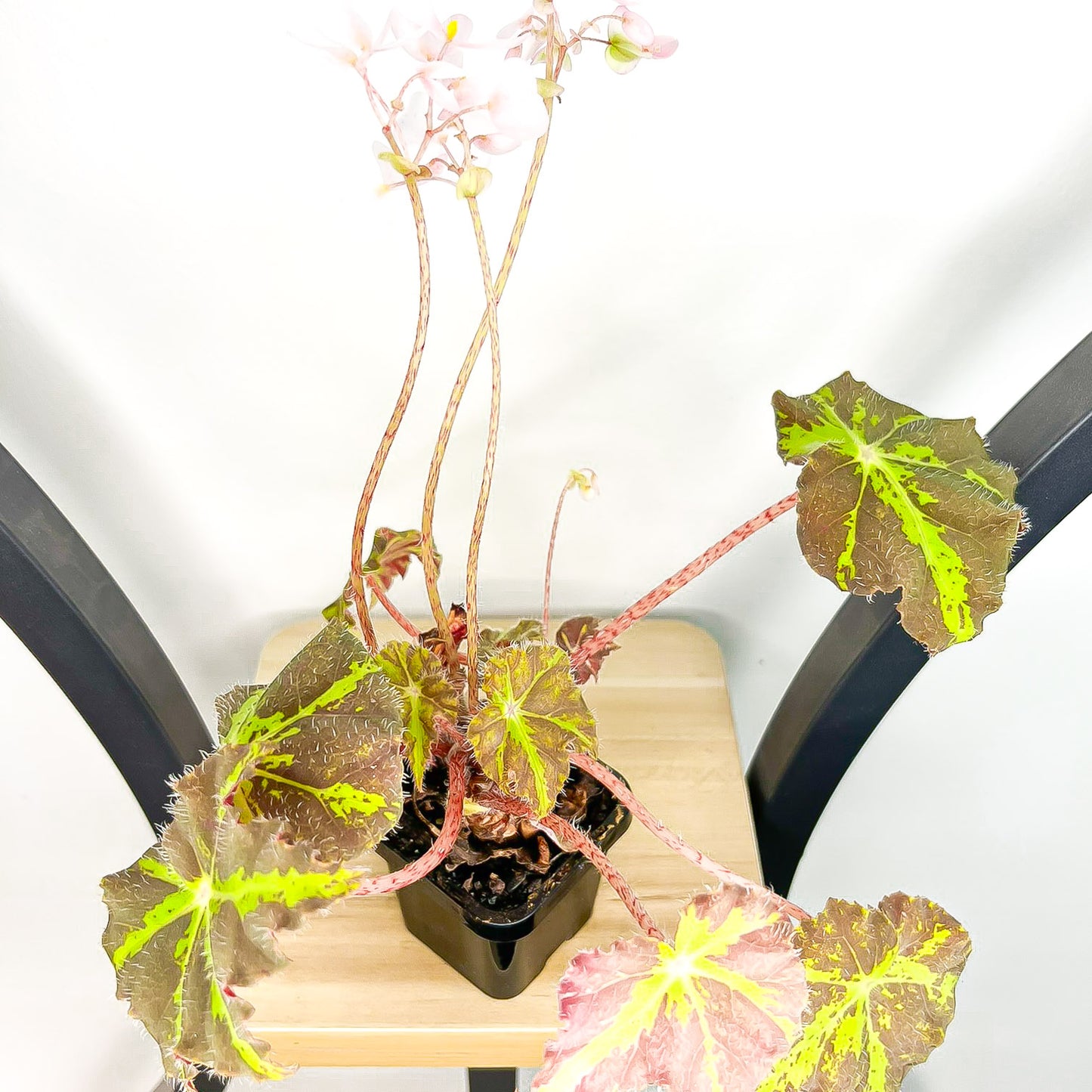 Begonia Dark Cross