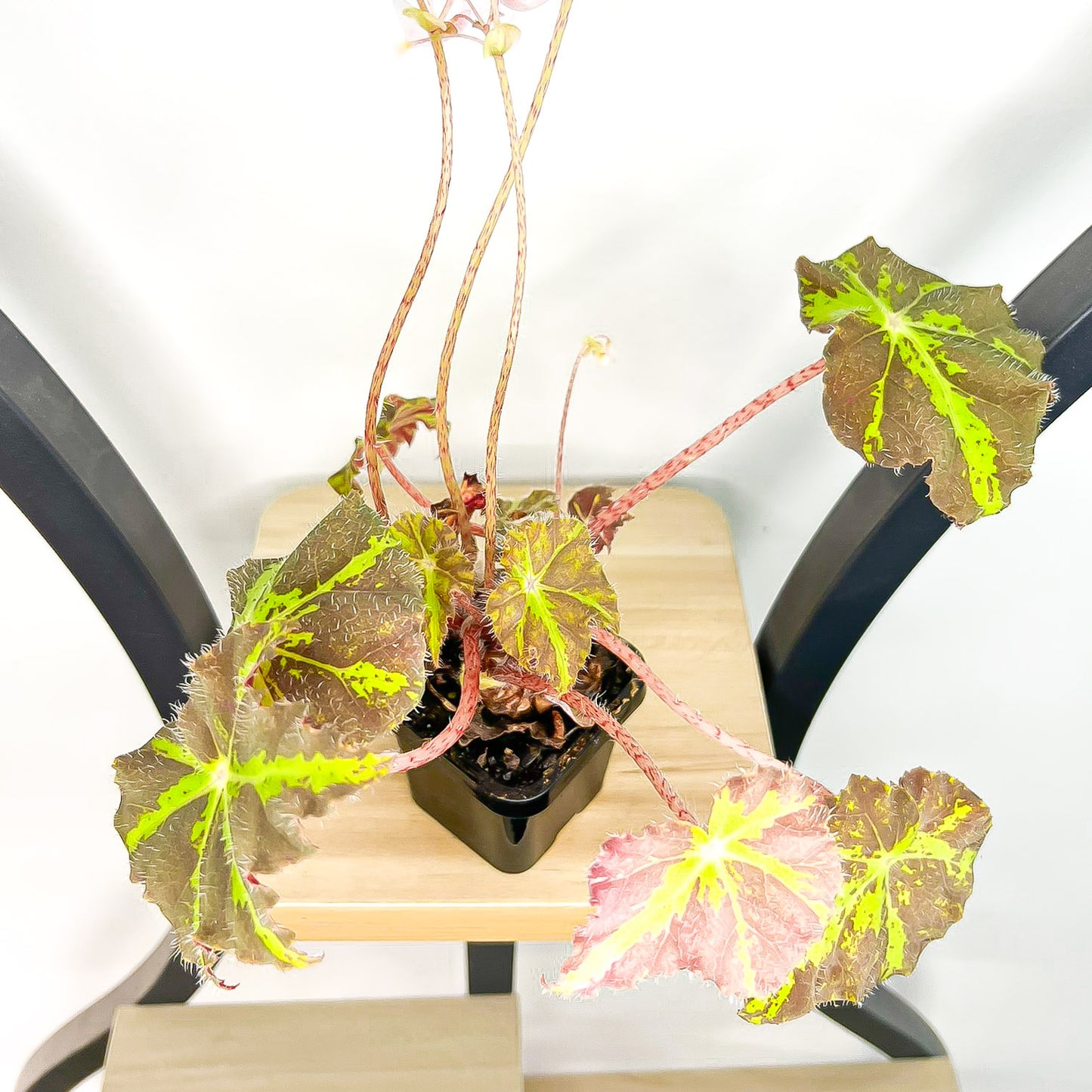 Begonia Dark Cross