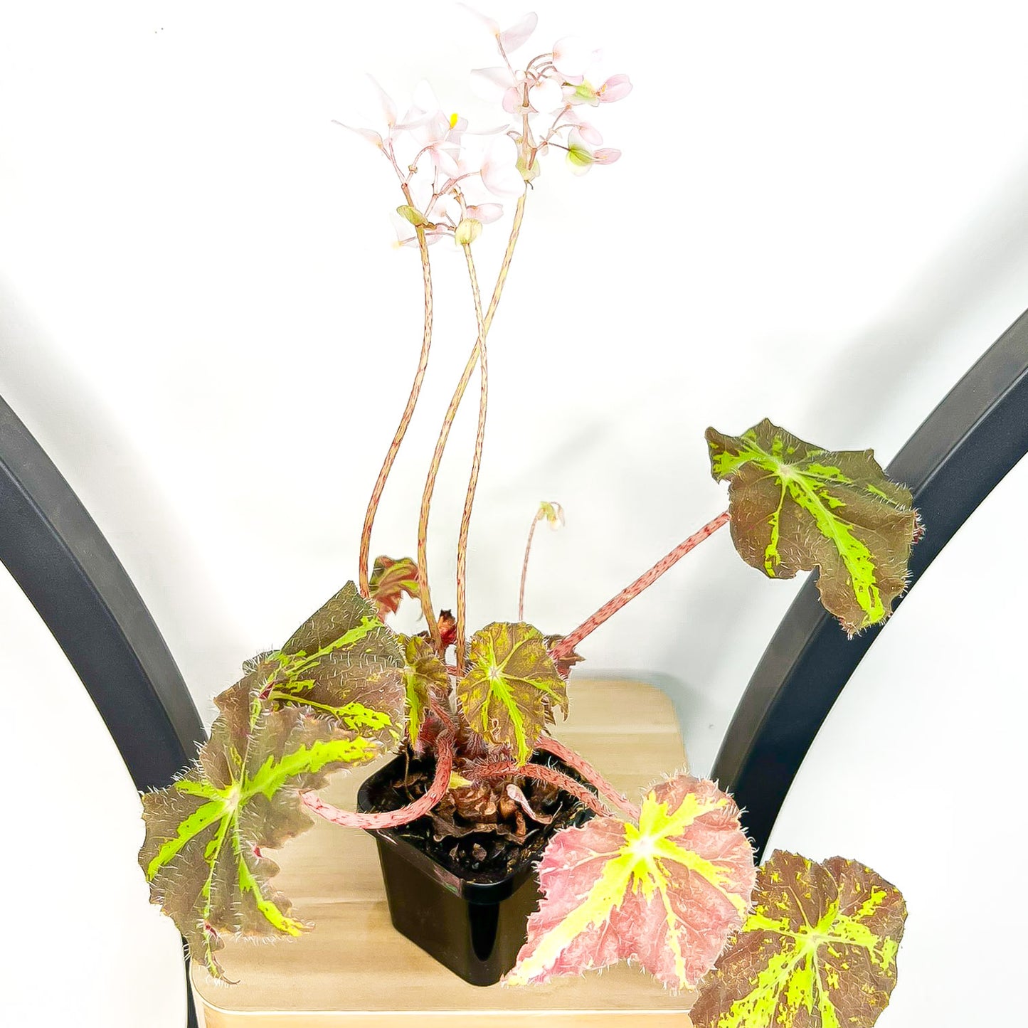 Begonia Dark Cross