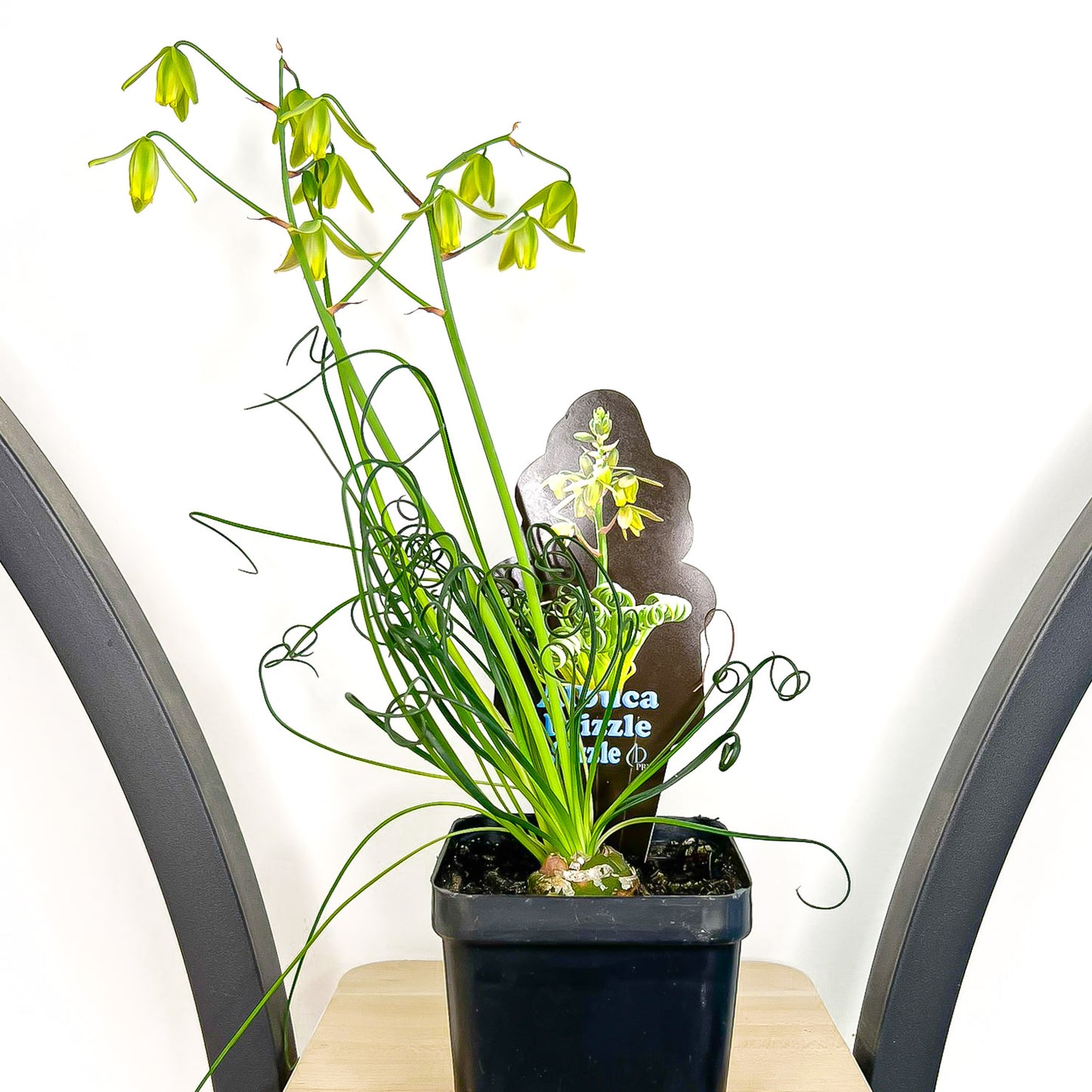 Albuca Frizzle Sizzle