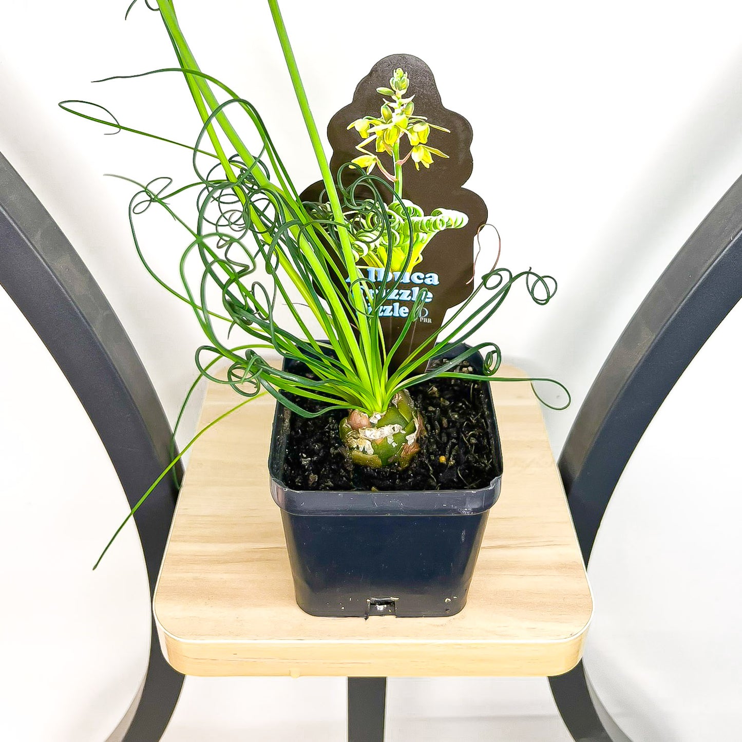 Albuca Frizzle Sizzle