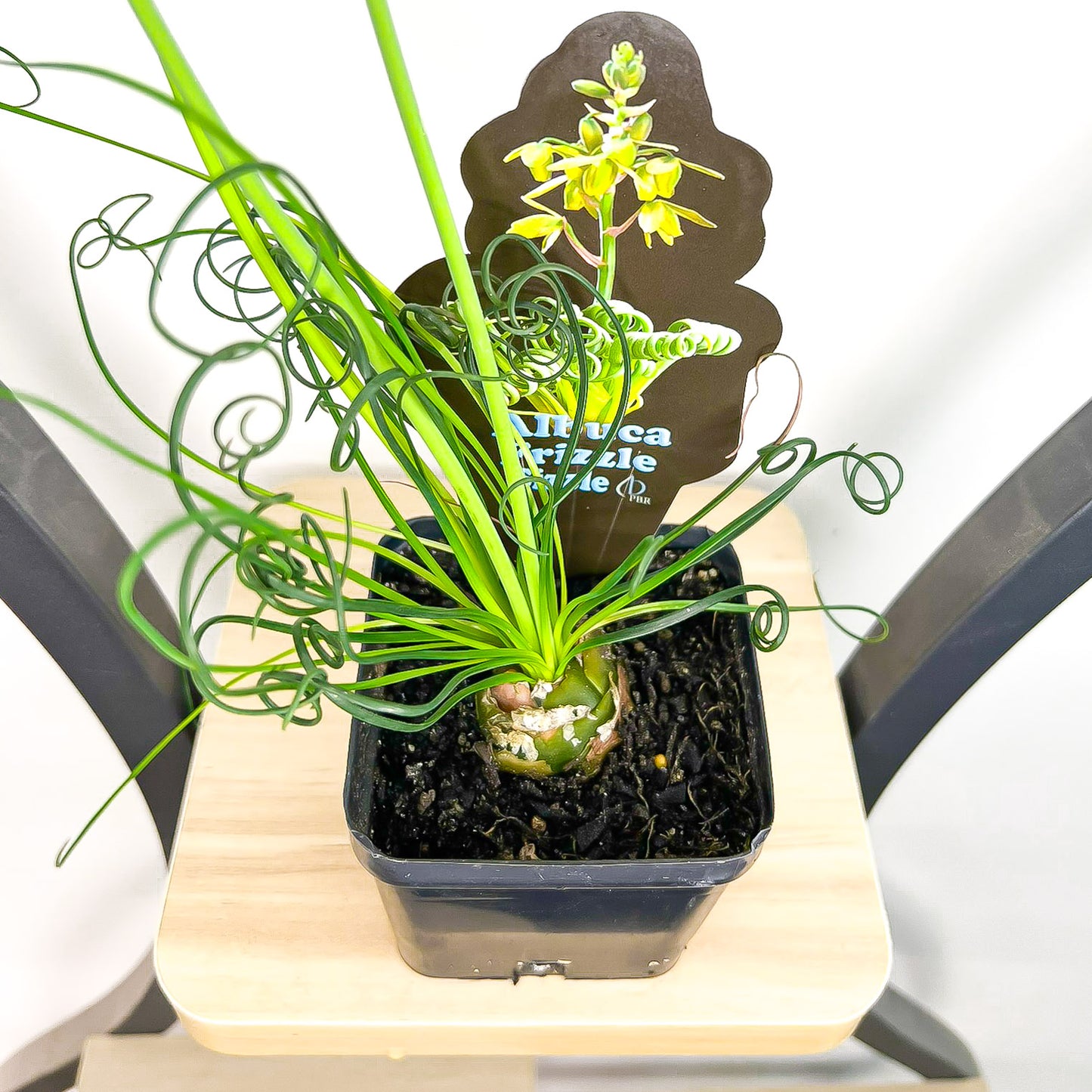 Albuca Frizzle Sizzle