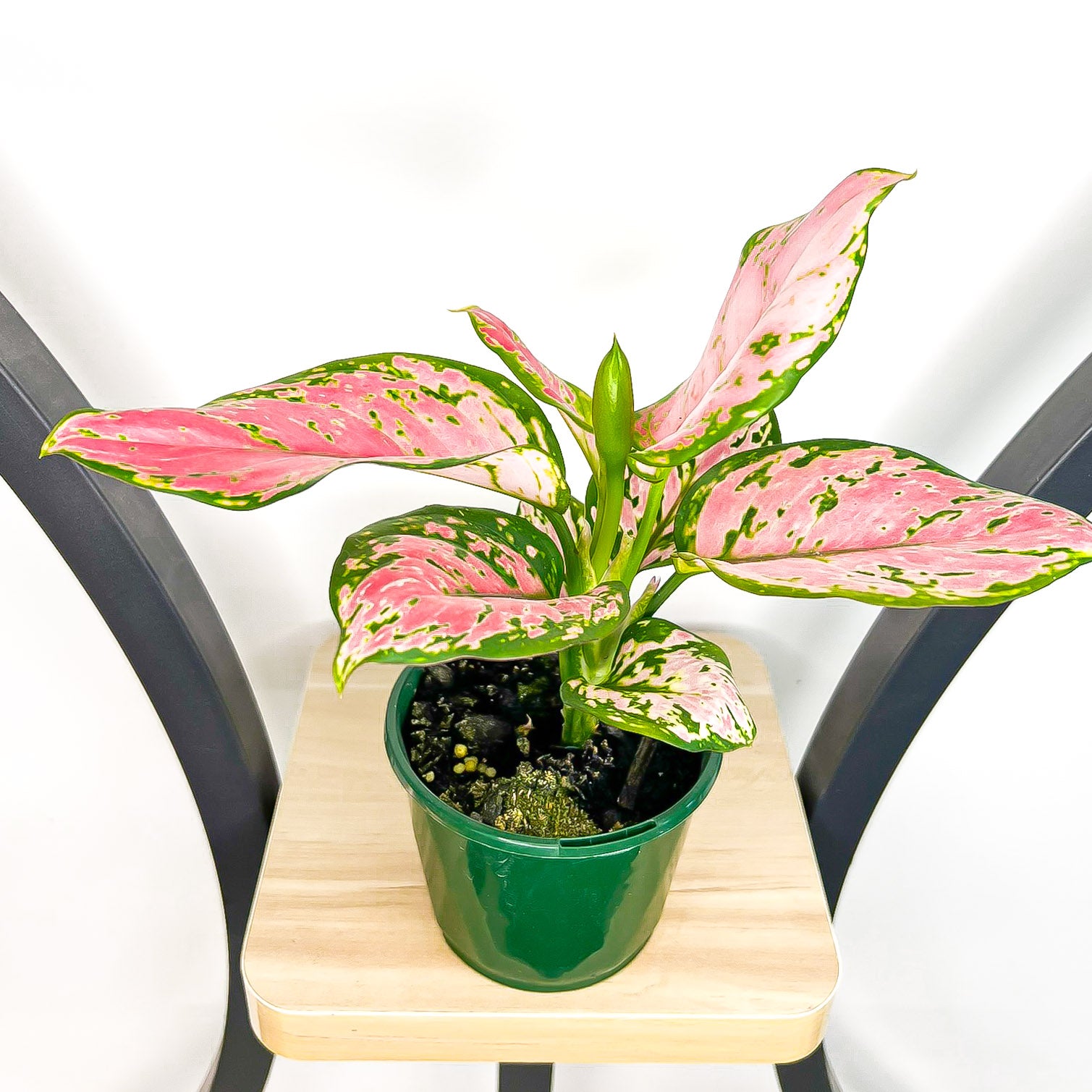 aglaonema australia Aglaonema Beauty – The Plant Boys