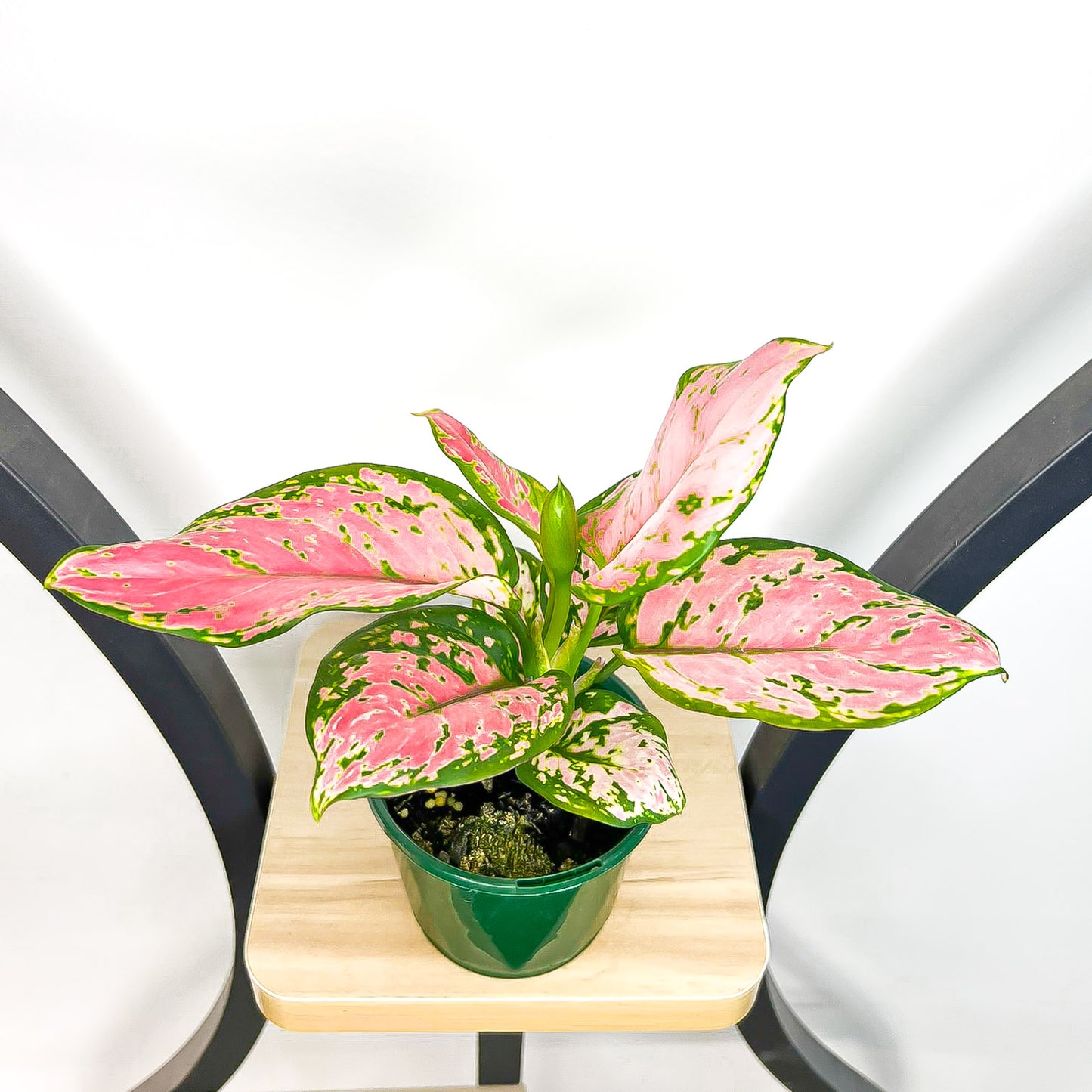 Aglaonema Beauty