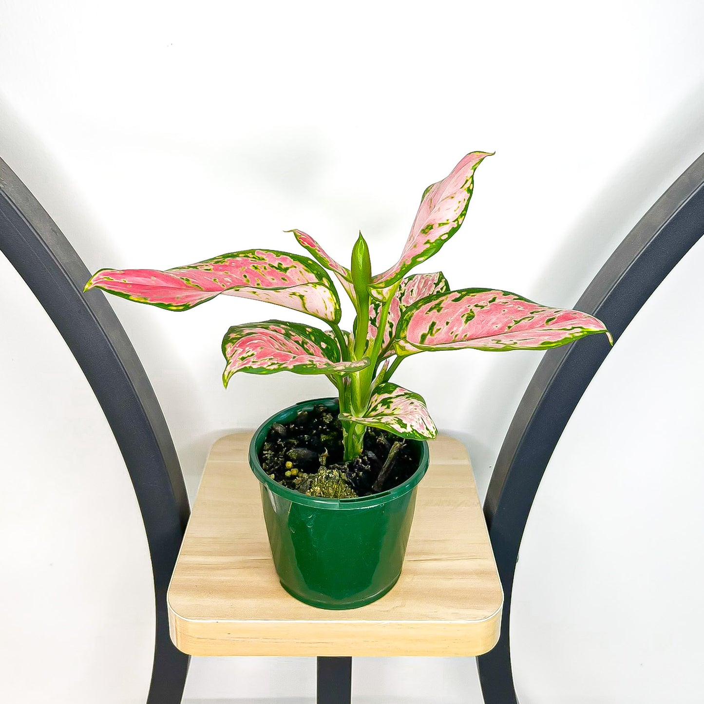 Aglaonema Beauty