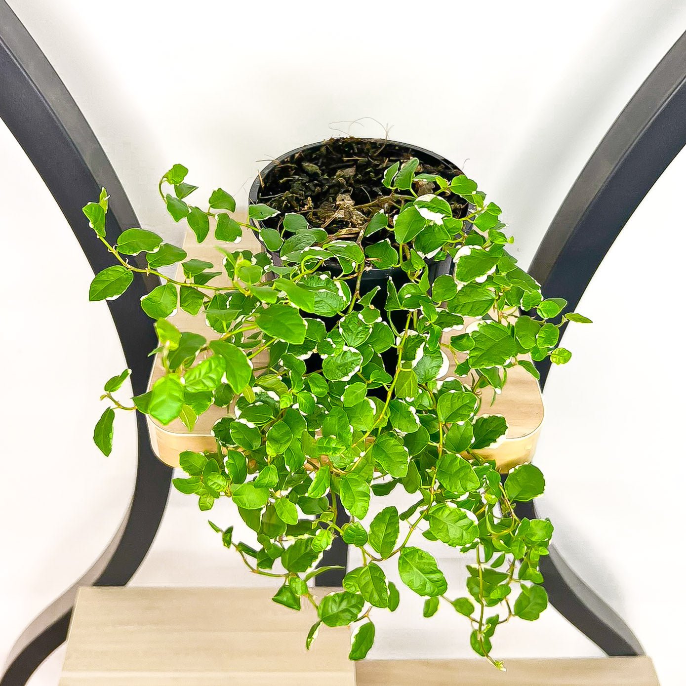 Ficus Pumila Variegated Creeping Fig | The Plant Boys