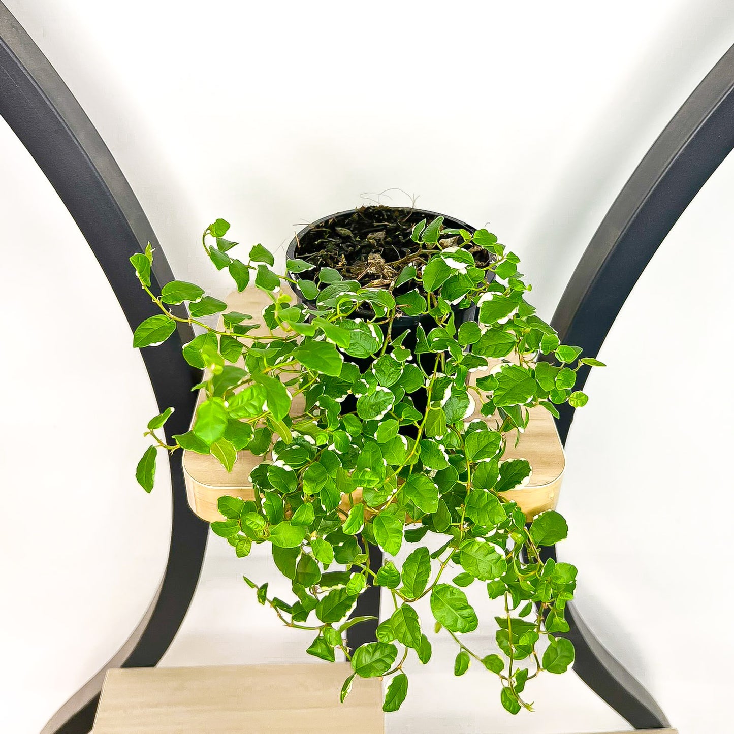 Ficus Pumila Variegated Creeping Fig | The Plant Boys