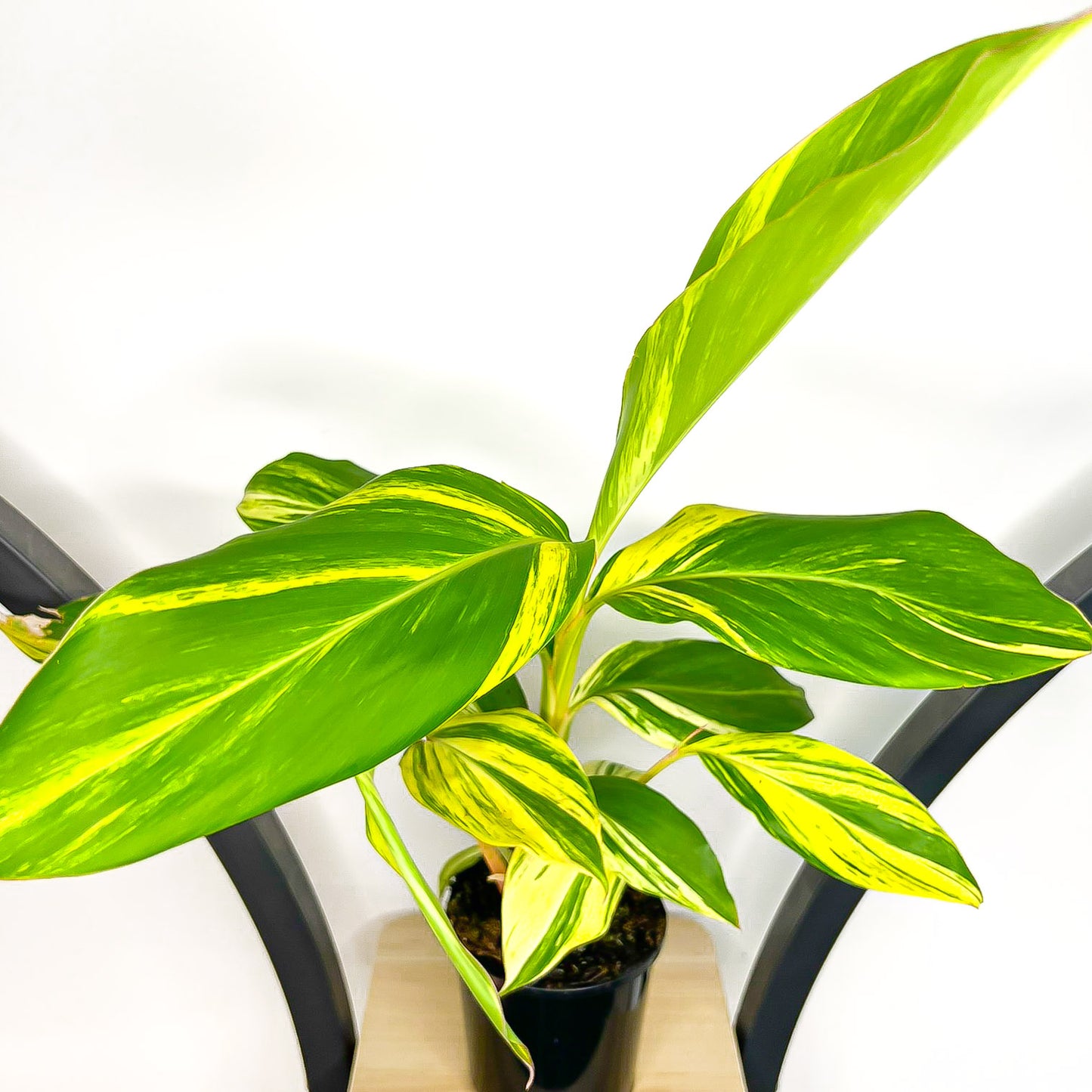 Alpinia Shell Ginger Variegated