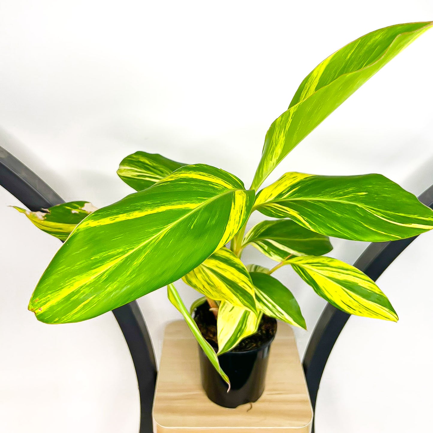 Alpinia Shell Ginger Variegated