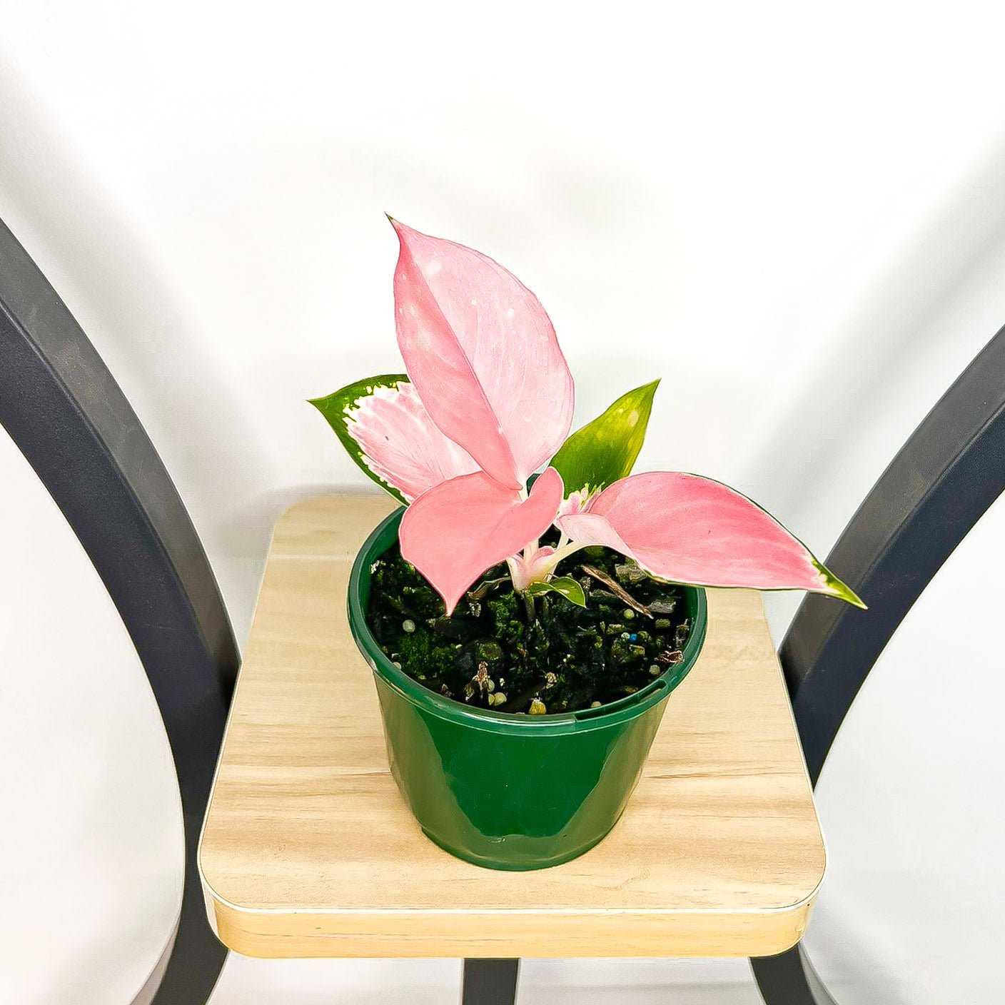 Aglaonema China Red | The Plant Boys