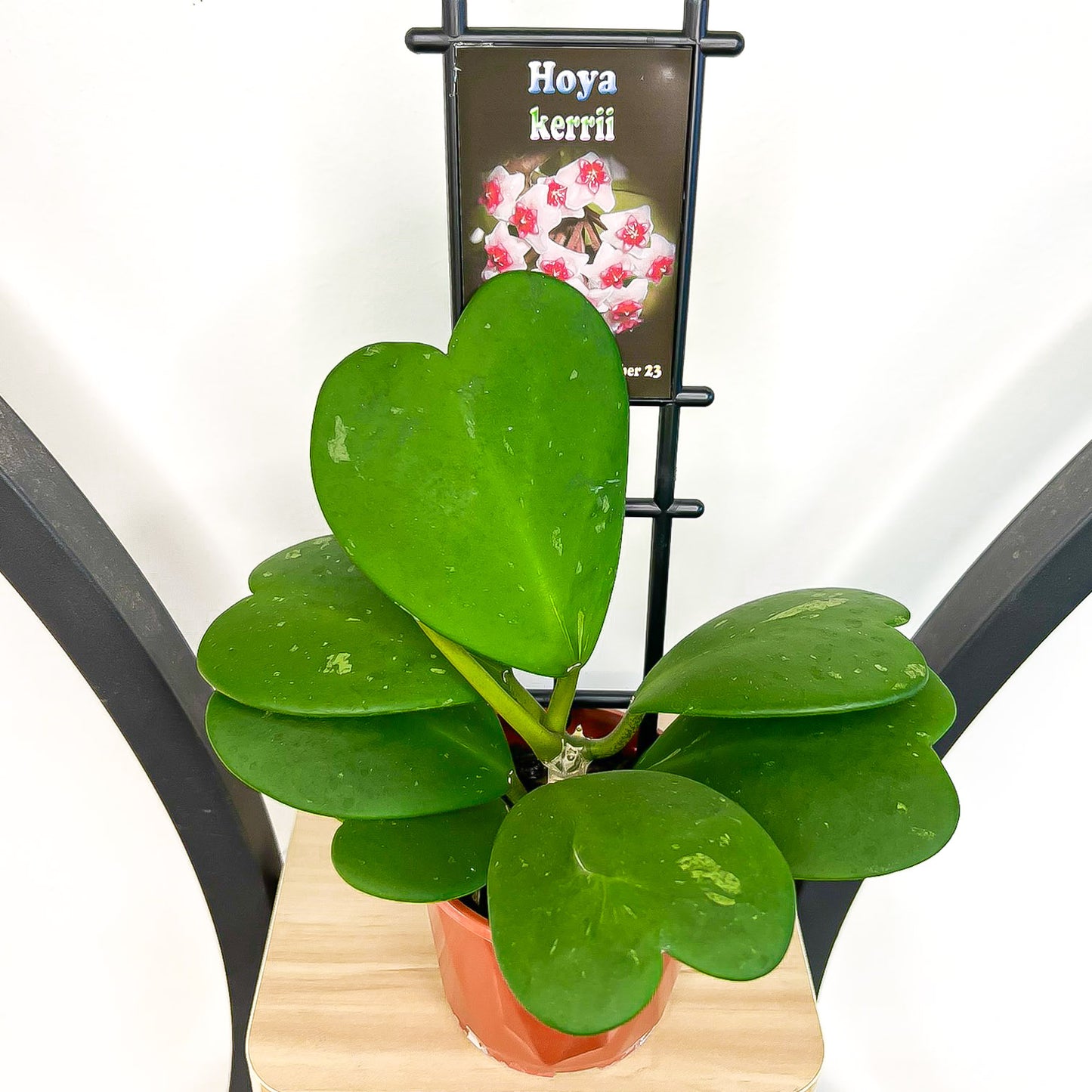 Hoya Kerrii | The Plant Boys