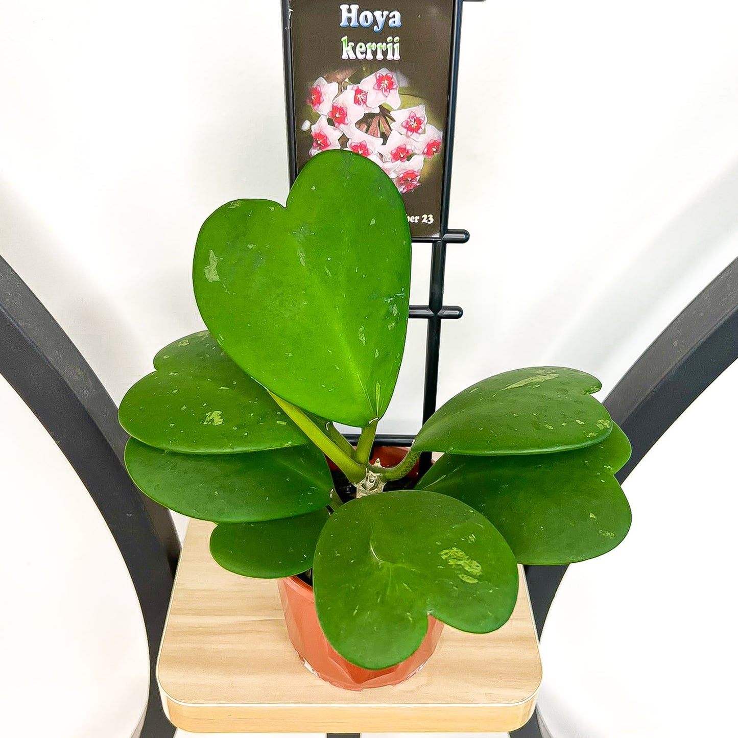 Hoya Kerrii | The Plant Boys