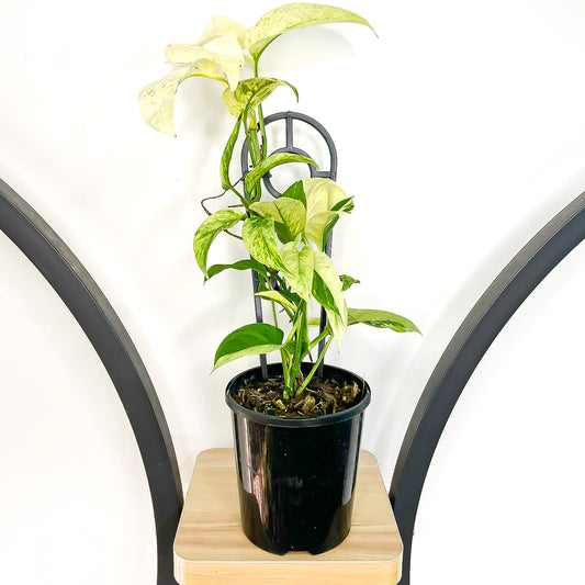 Monstera Laniata Variegata