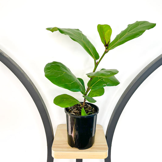 Ficus Lyrata Fiddle Leaf Fig