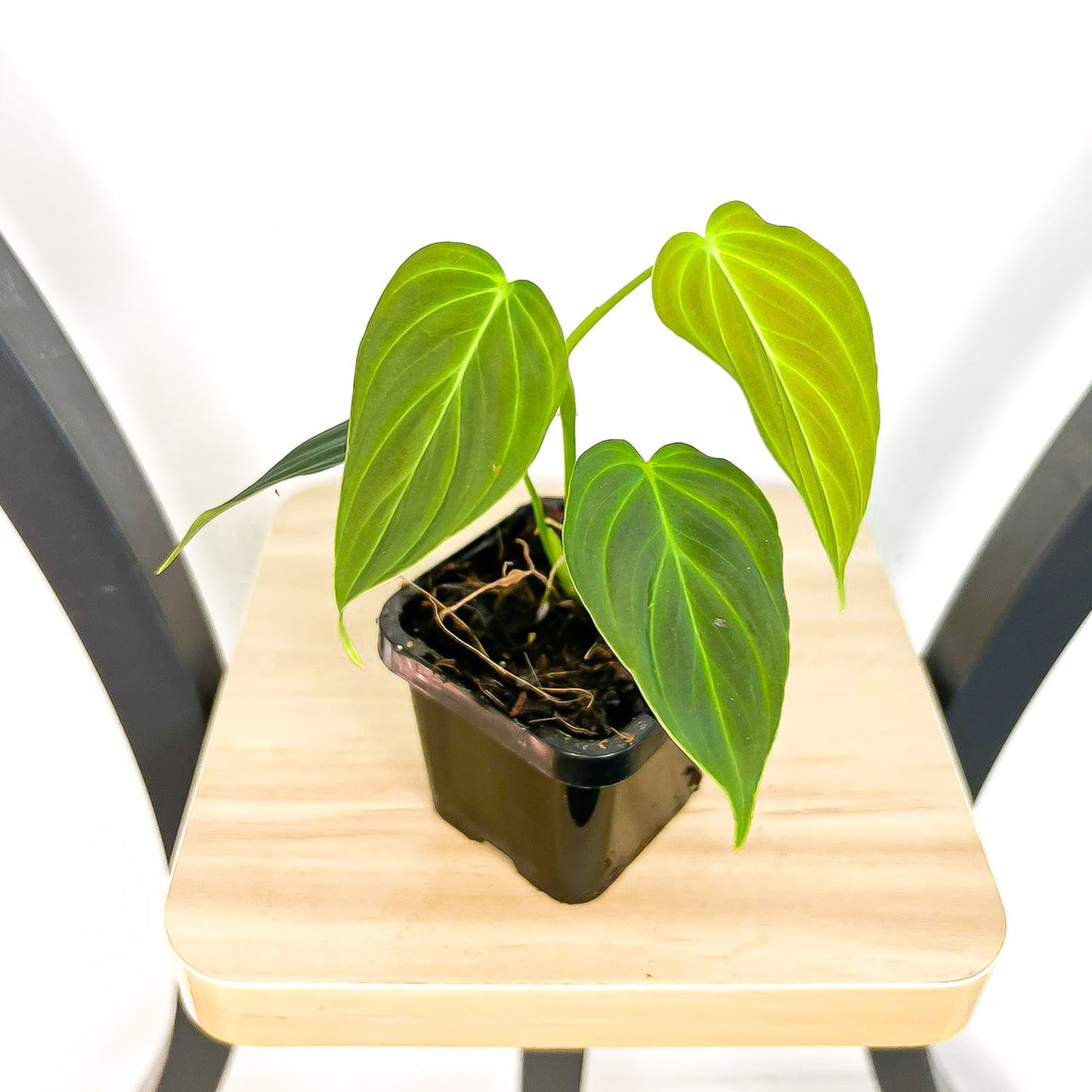 Philodendron Splendid