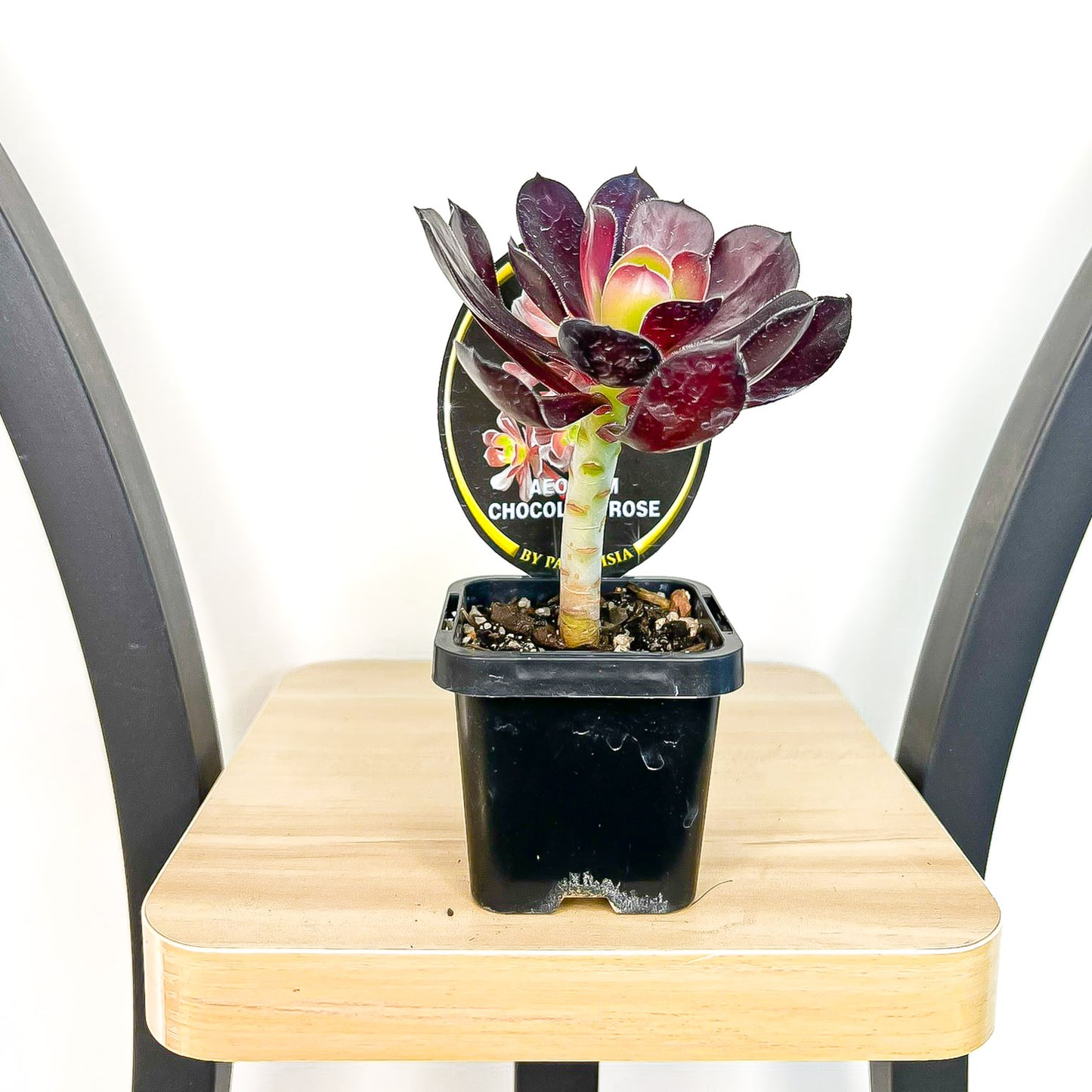 Aeonium Chocolate Rose | The Plant Boys