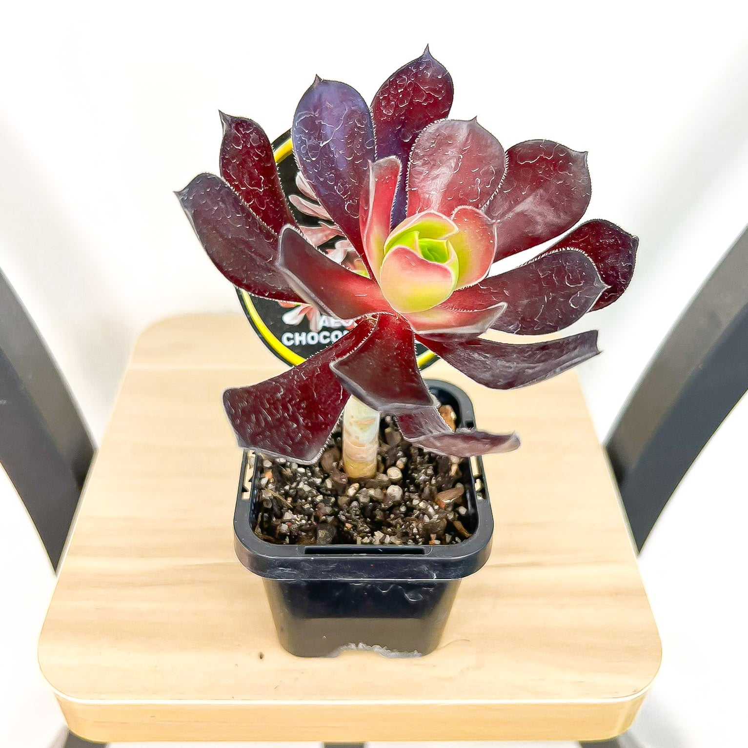 chocolate rose succulent Aeonium Chocolate Rose – The Plant Boys