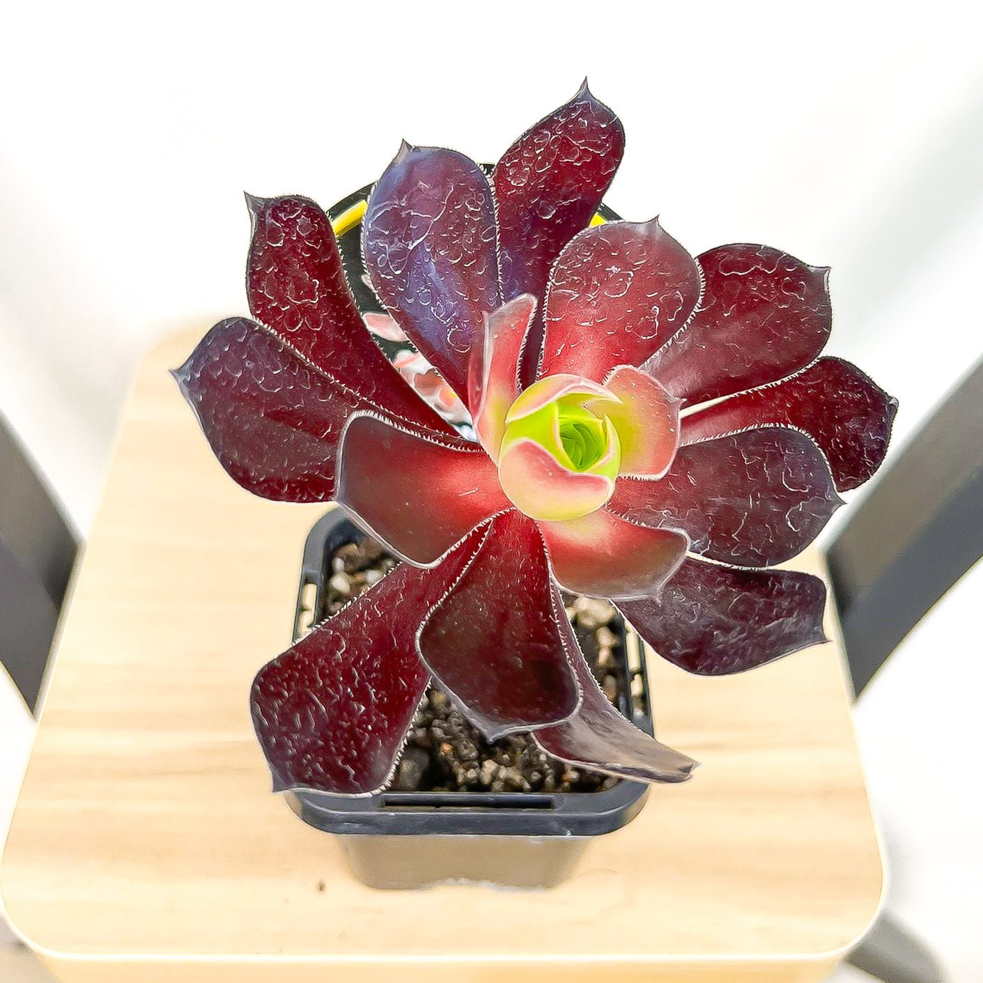 Aeonium Chocolate Rose | The Plant Boys