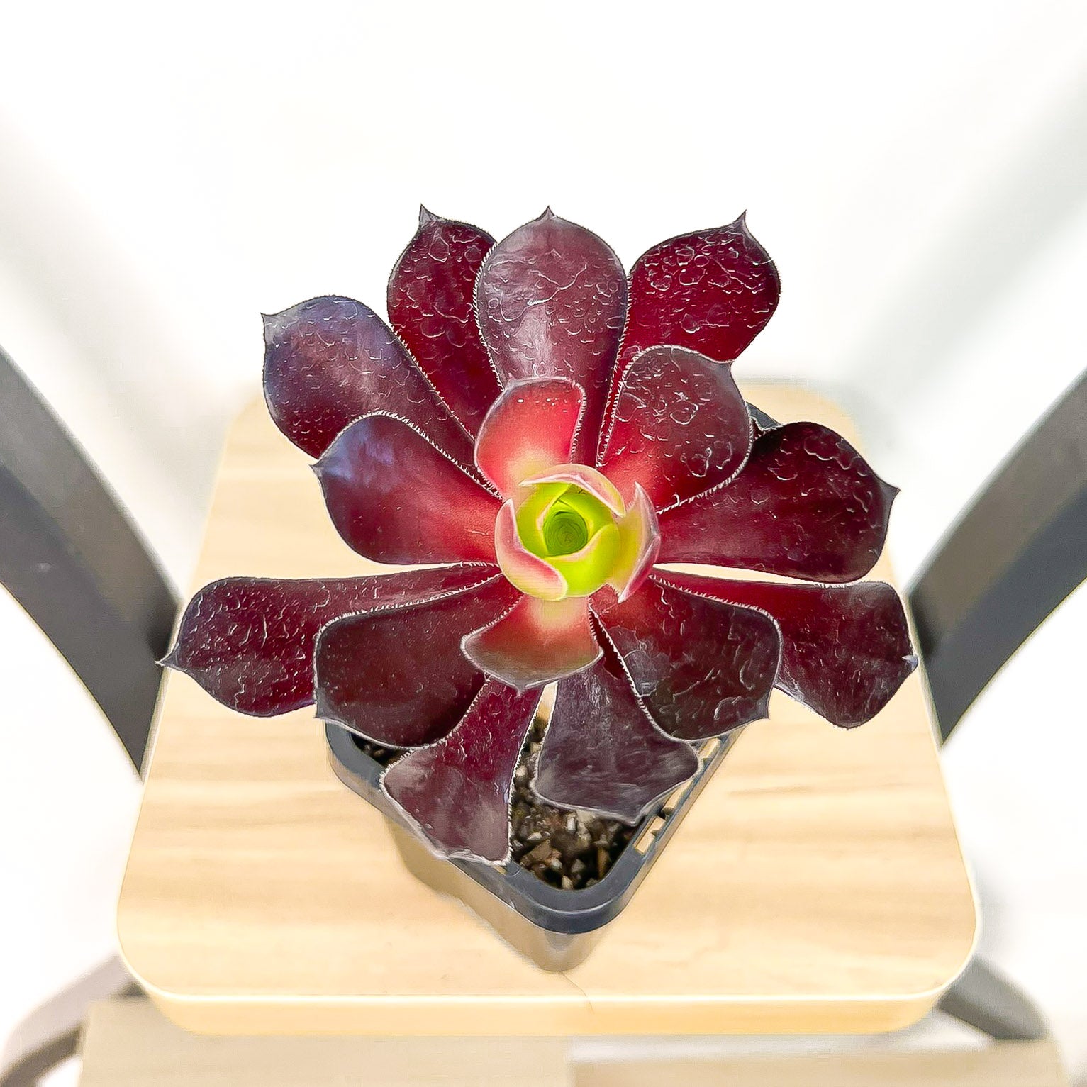 Aeonium Chocolate Rose | The Plant Boys