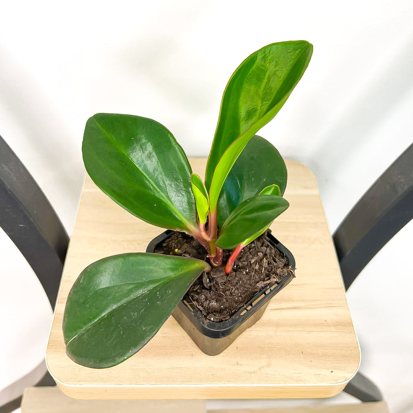 Peperomia Magnoliifolia Jade