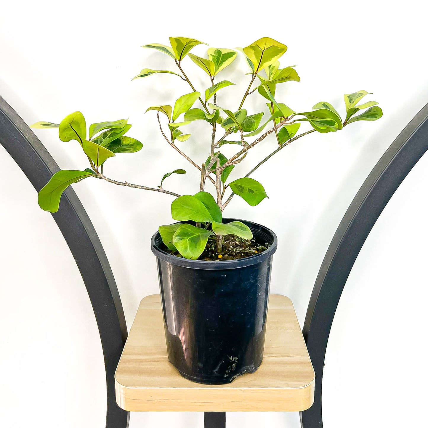 Ficus Triangularis Variegated Aurea