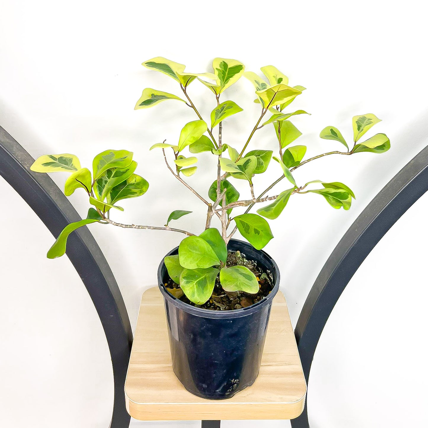 Ficus Triangularis Variegated Aurea