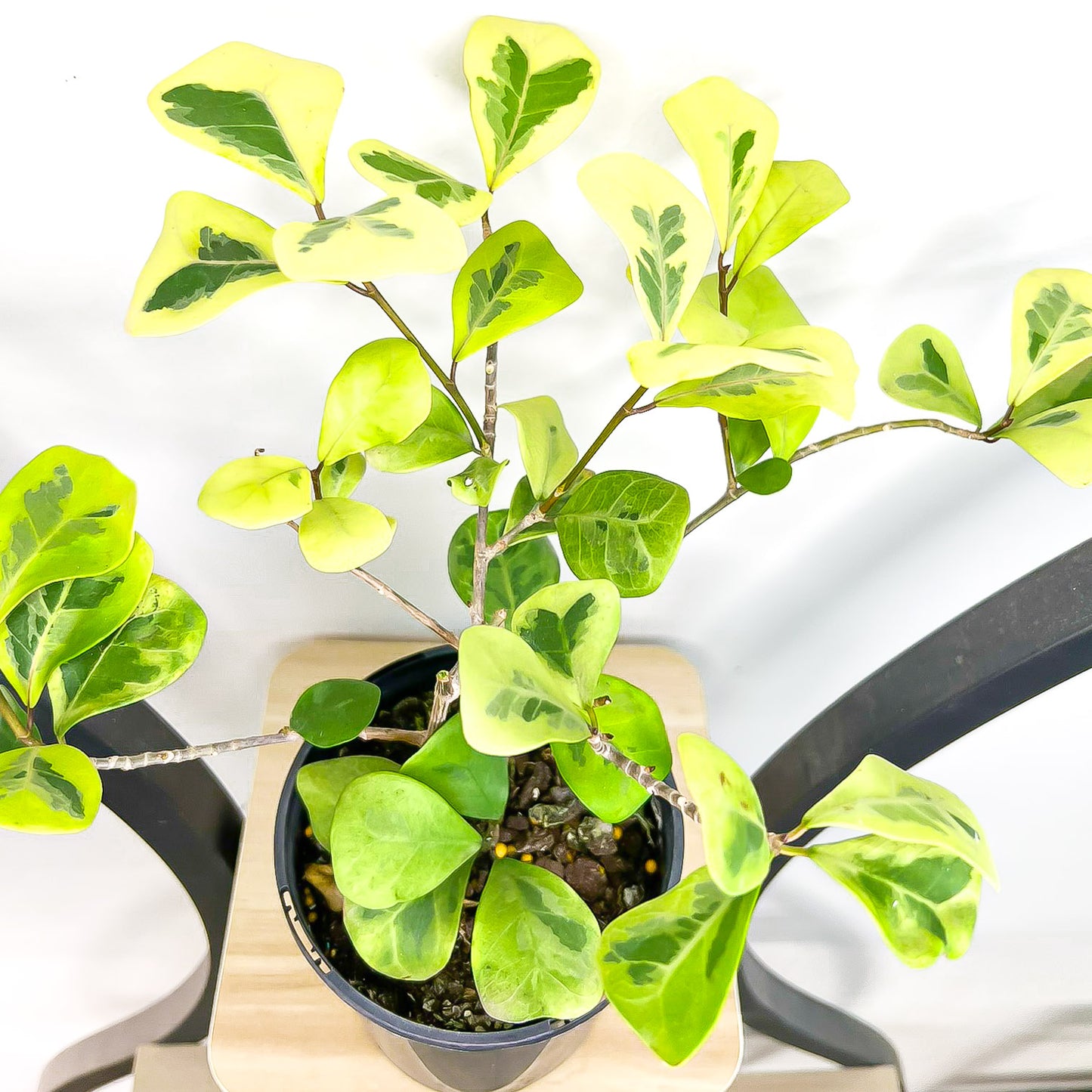 Ficus Triangularis Variegated Aurea