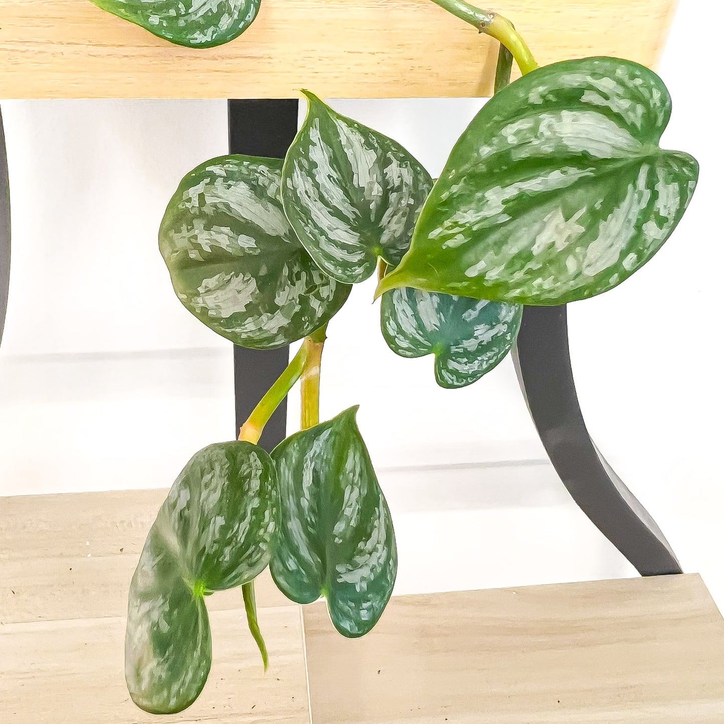 Philodendron Brandtianum