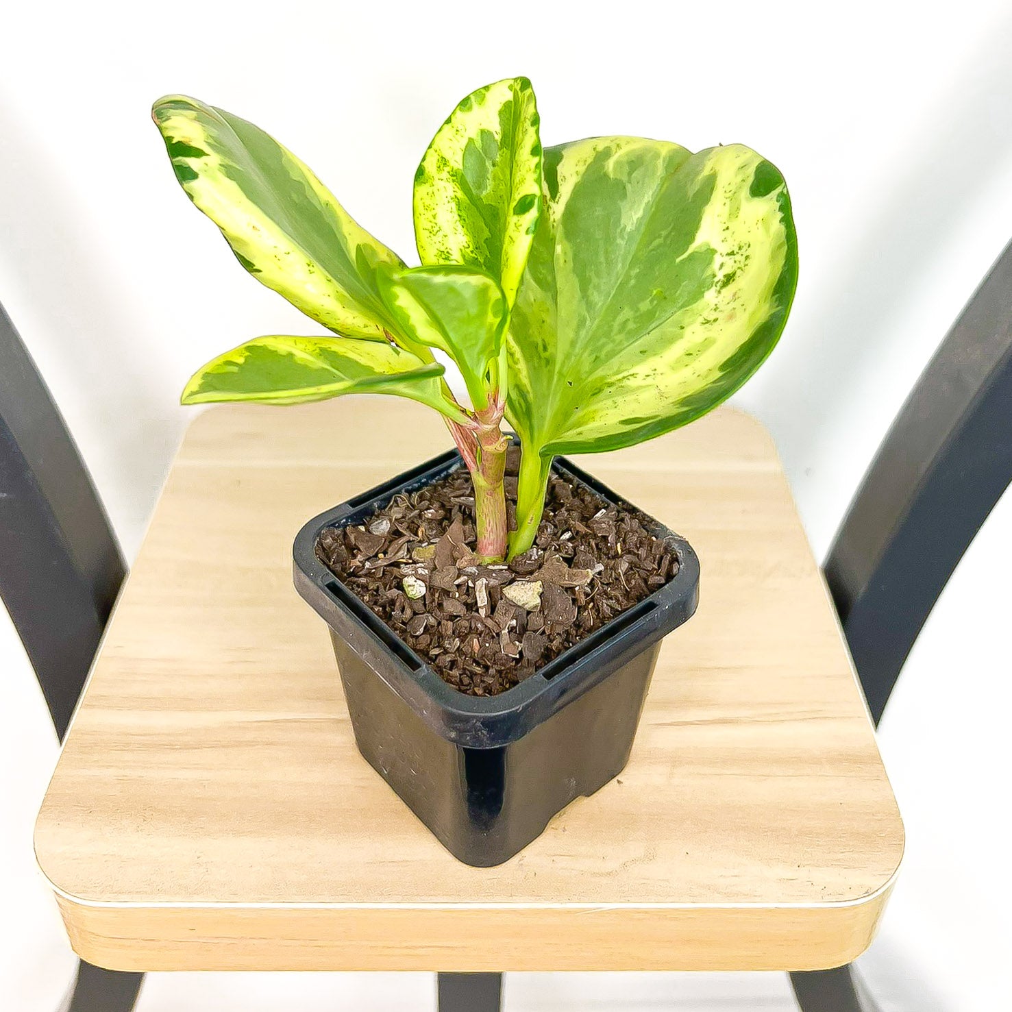 Peperomia Magnoliifolia Golden Gate | The Plant Boys