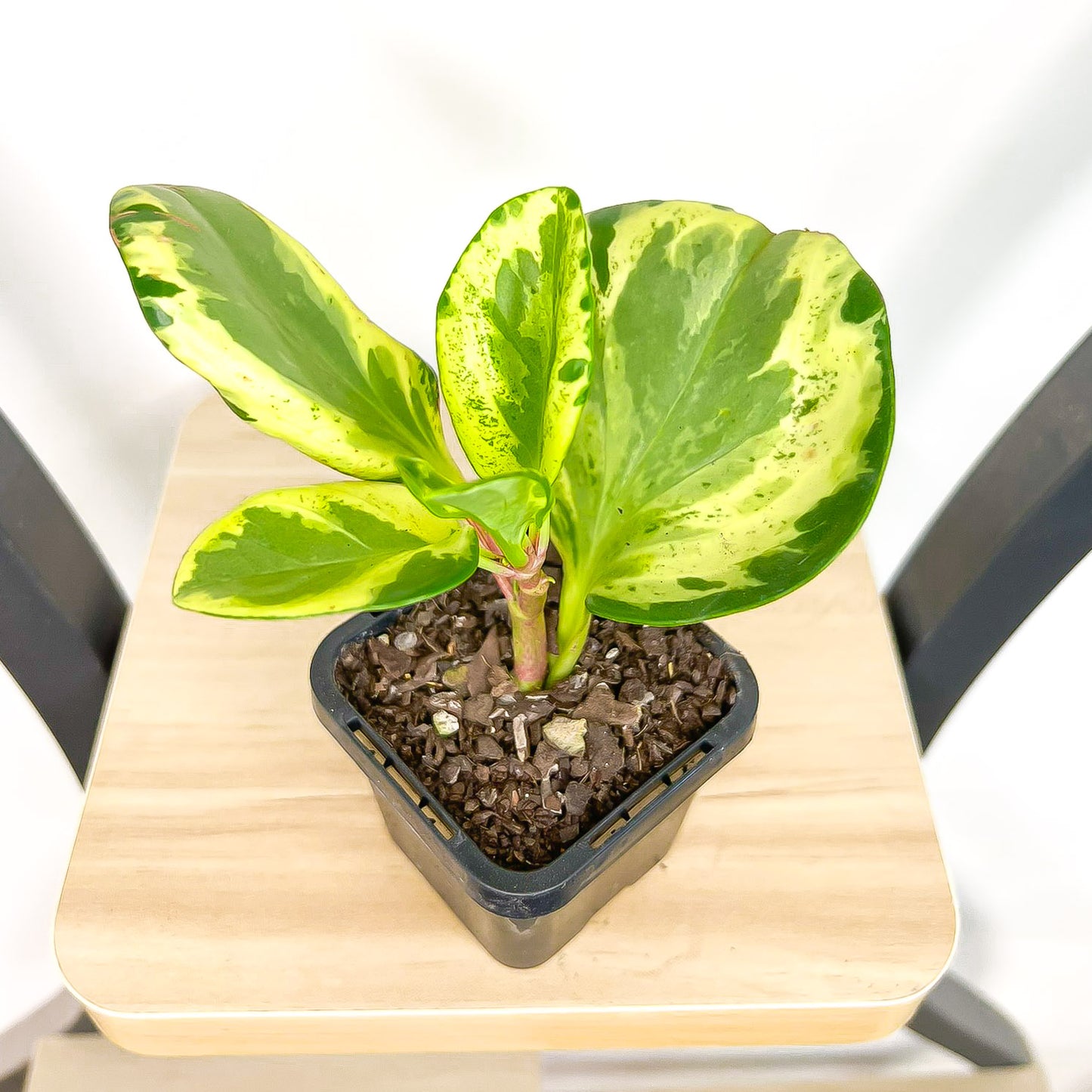 Peperomia Magnoliifolia Golden Gate | The Plant Boys