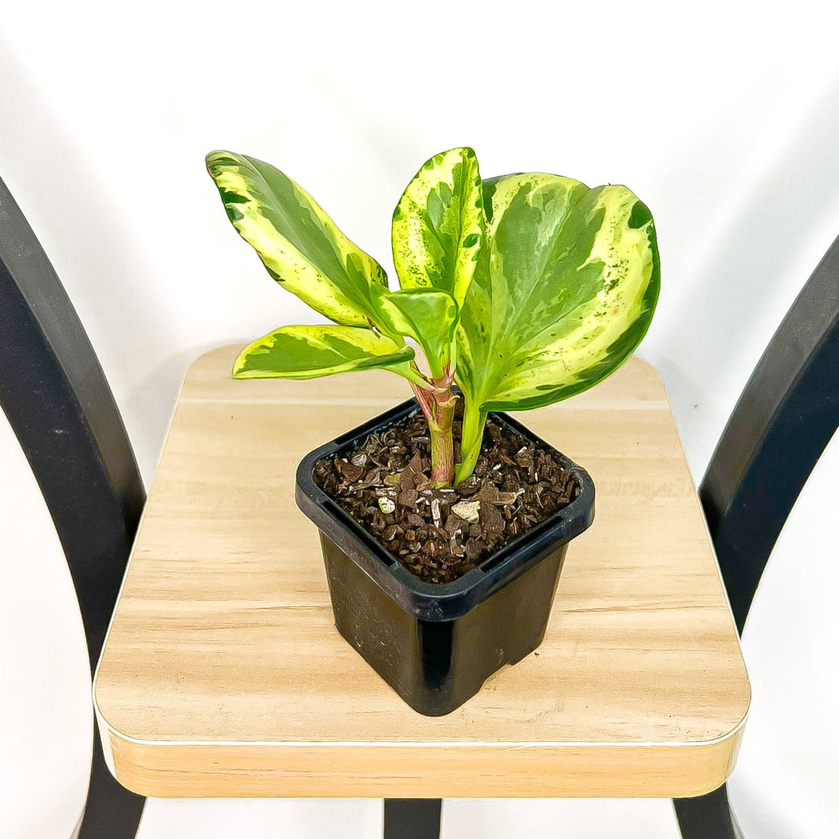 Peperomia Magnoliifolia Golden Gate | The Plant Boys