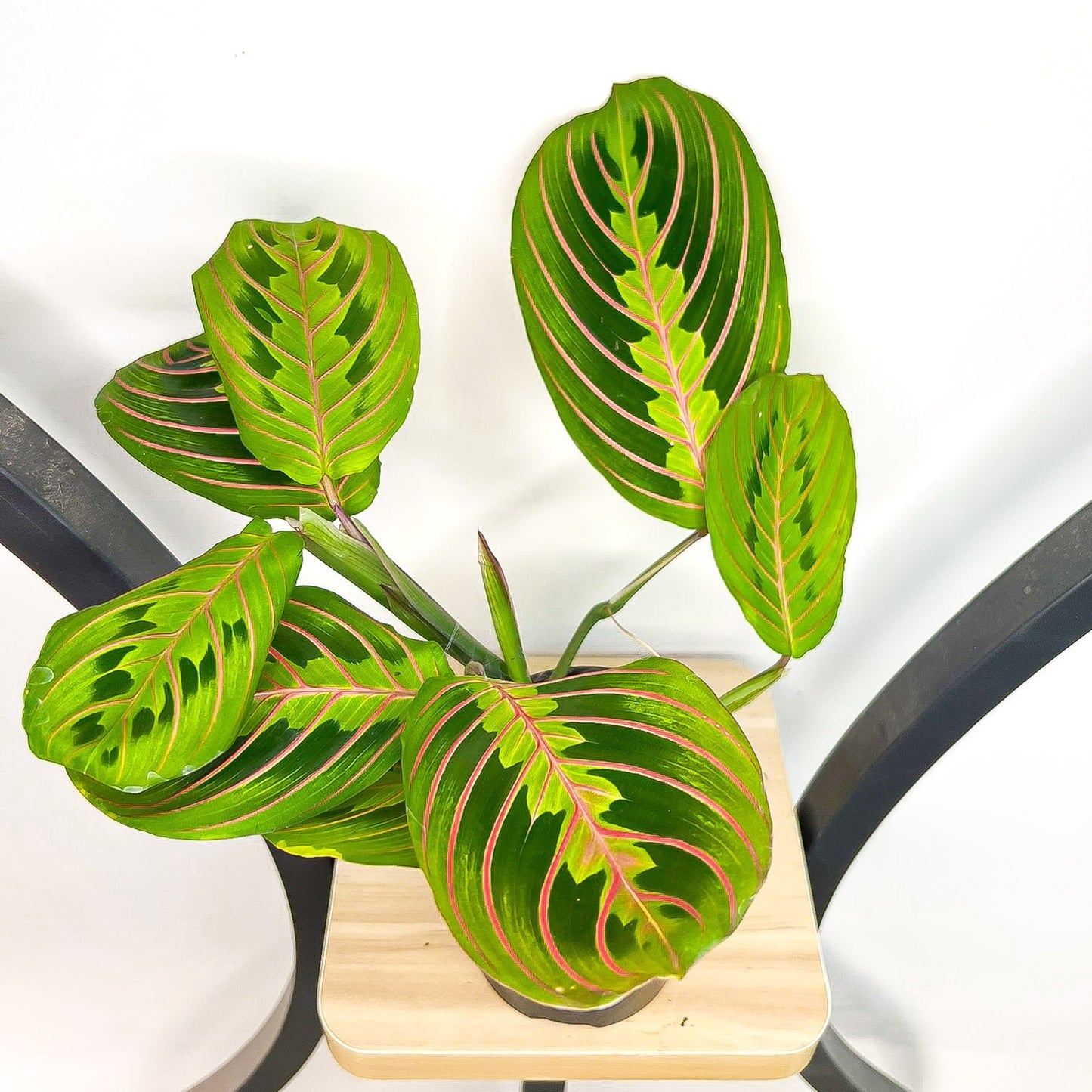 Maranta Red Vein | The Plant Boys