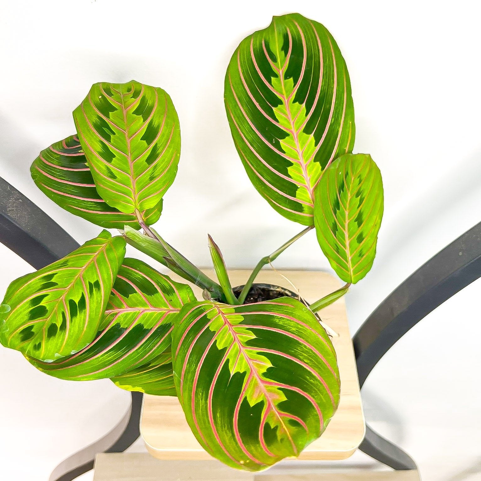 Maranta Red Vein | The Plant Boys