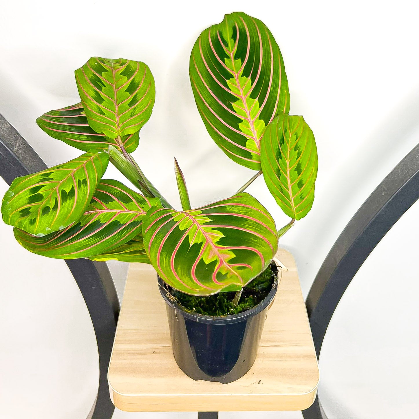 Maranta Red Vein | The Plant Boys