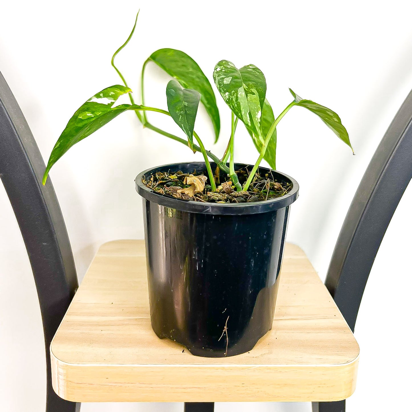 Epipremnum Pinnatum Variegated Dragon Tail Pothos | The Plant Boys