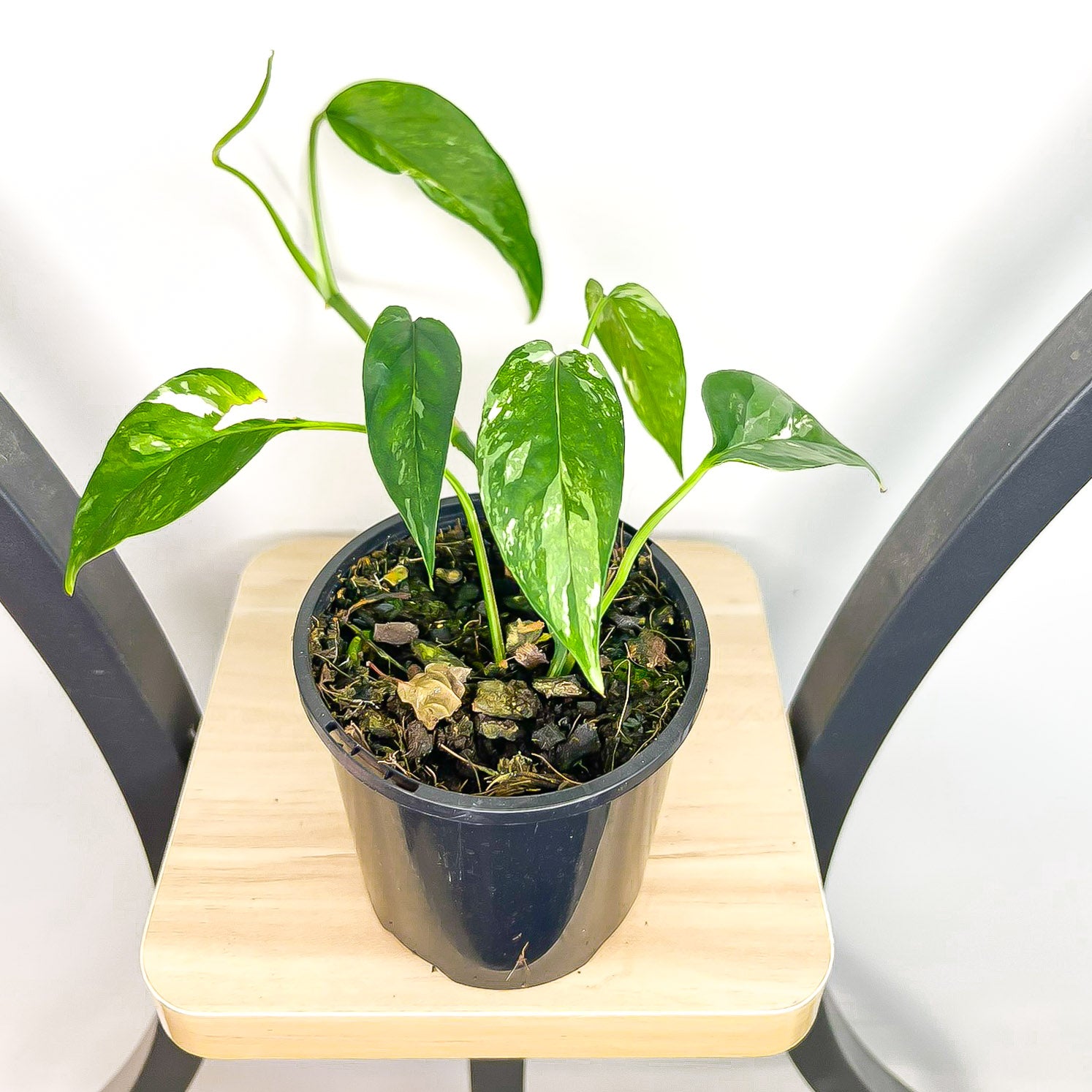 Epipremnum Pinnatum Variegated Dragon Tail Pothos | The Plant Boys