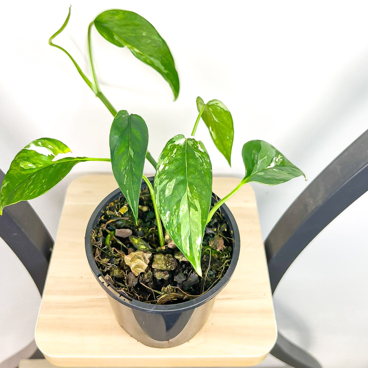 dragon's tail pothos Epipremnum Pinnatum Variegated Dragon Tail Pothos – The Plant Boys