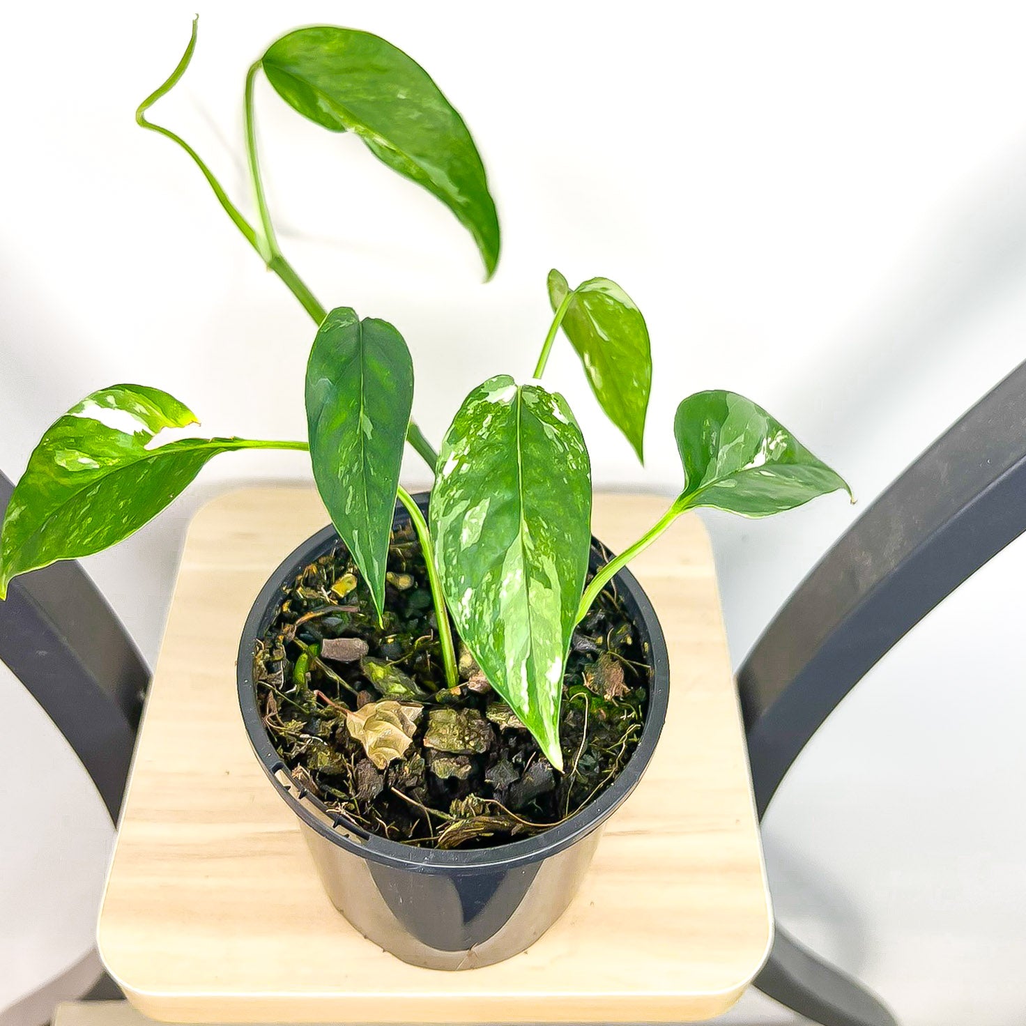 Epipremnum Pinnatum Variegated Dragon Tail Pothos | The Plant Boys