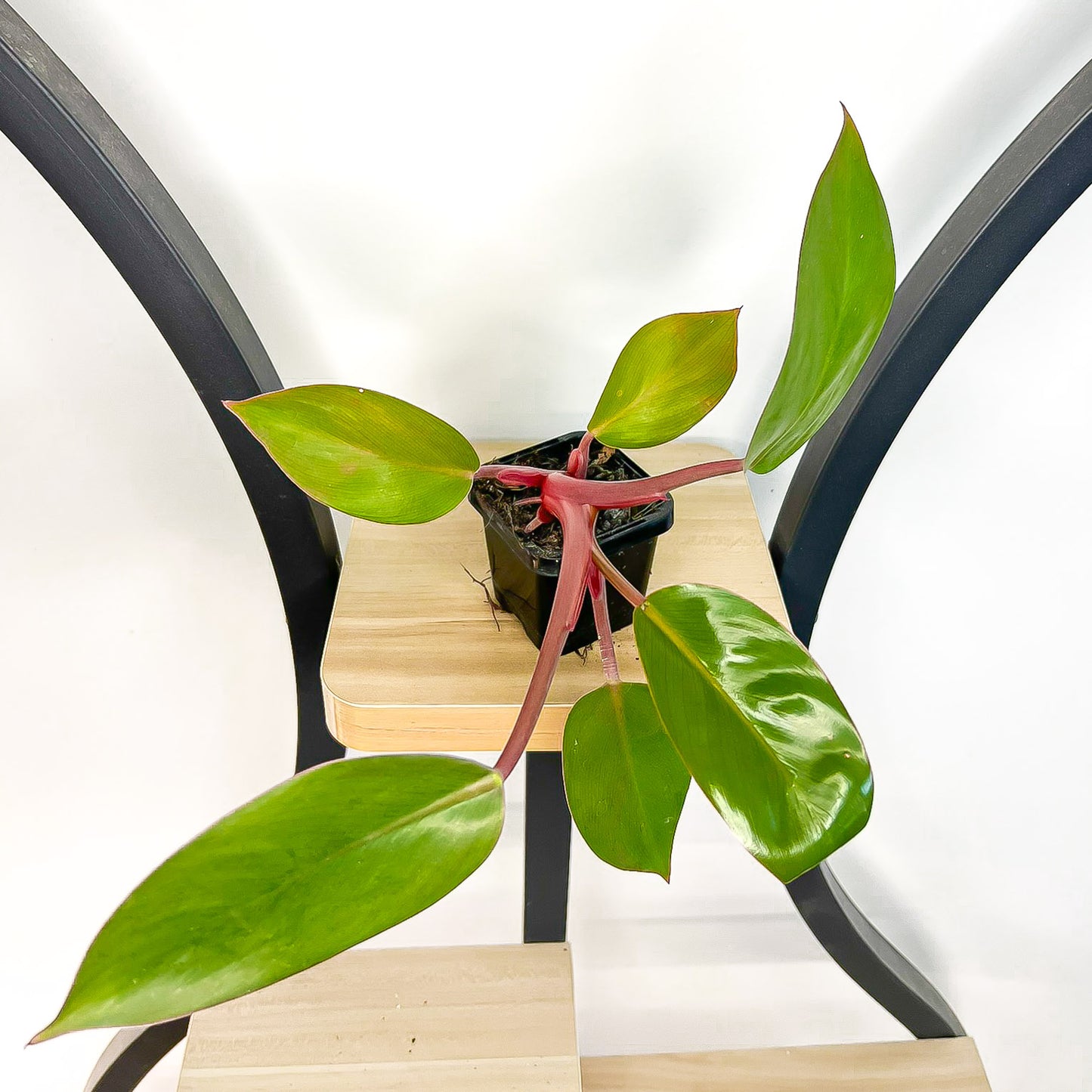 Philodendron Rojo Congo