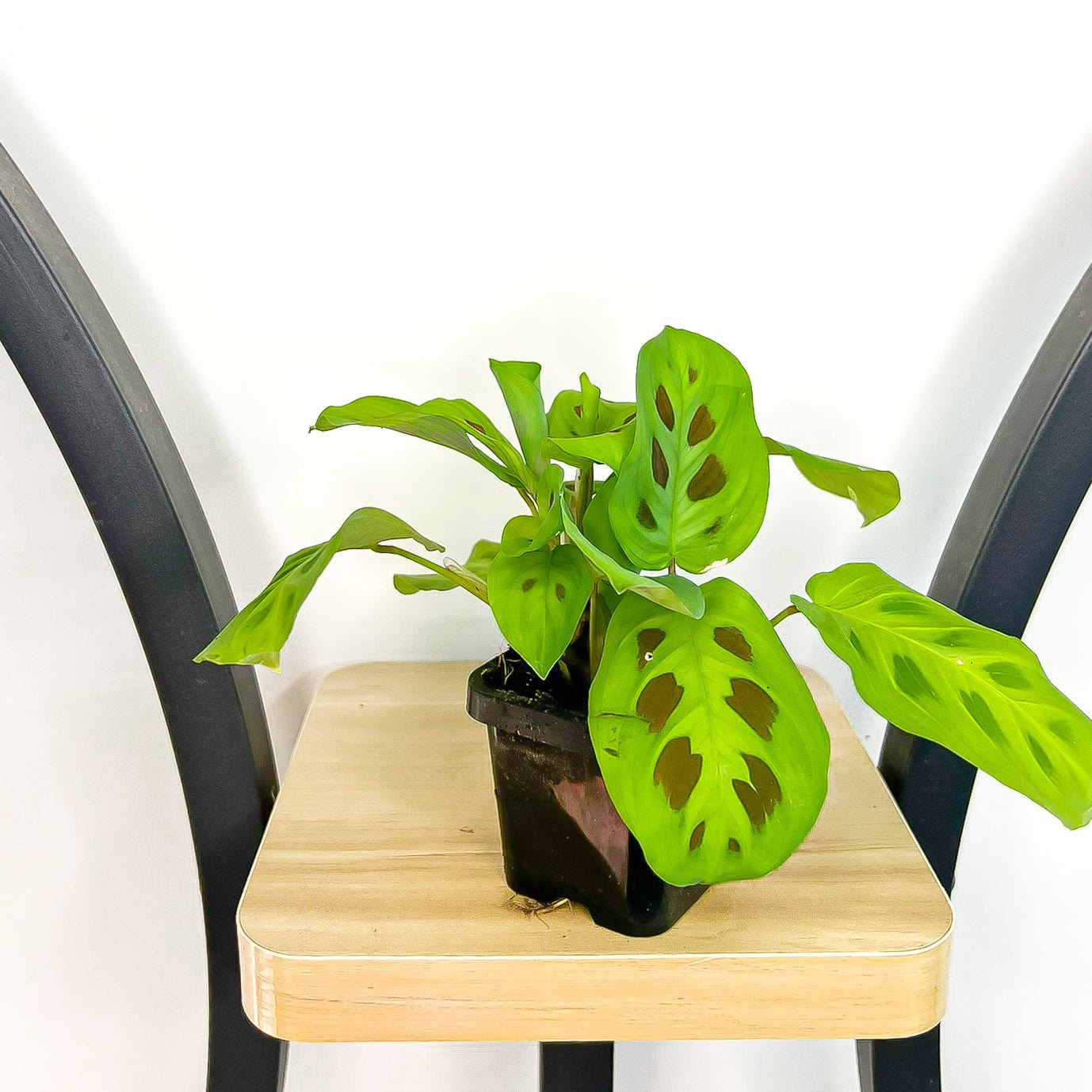 Maranta Green | The Plant Boys